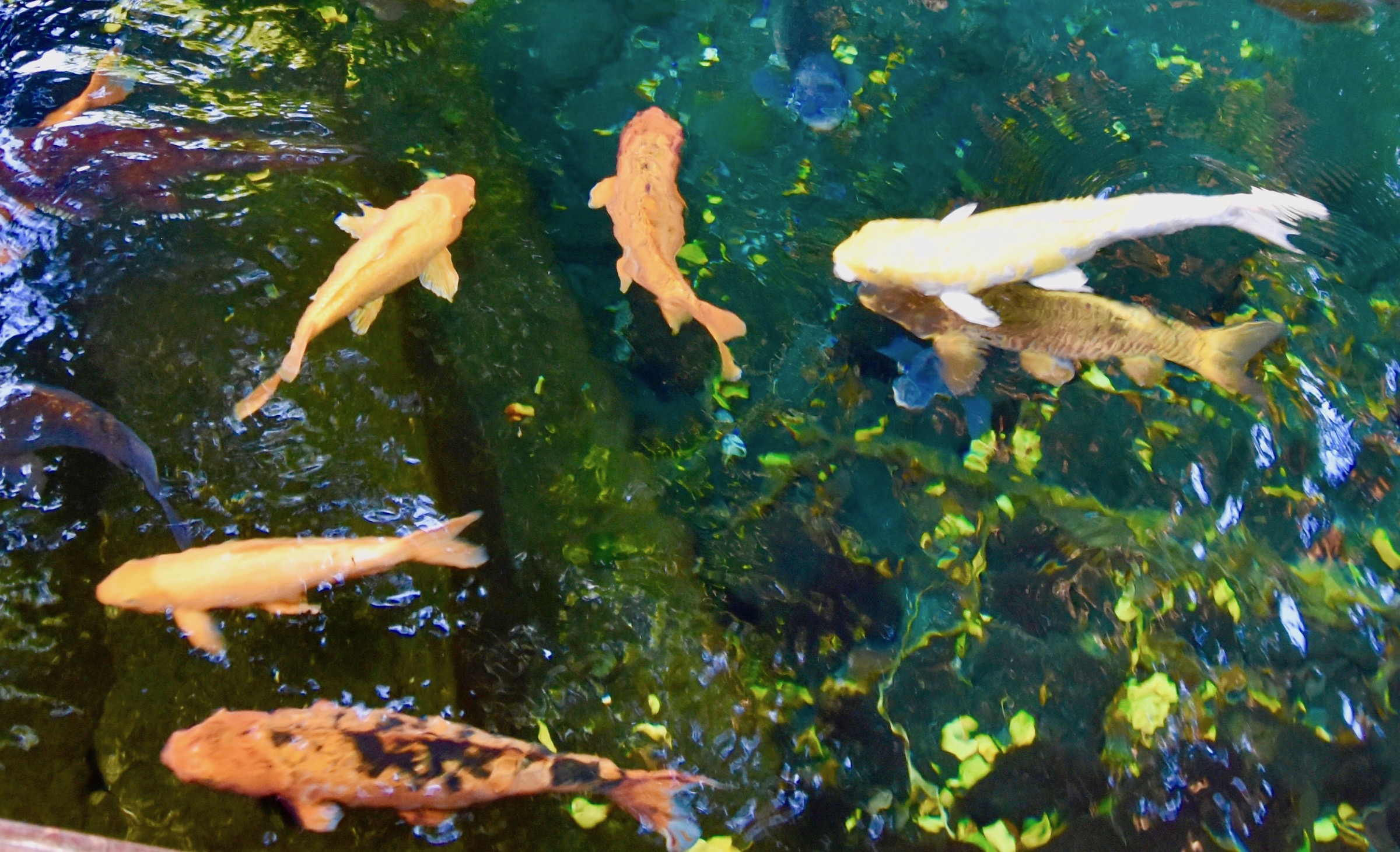 Koi in the Royal Pool, Papeete