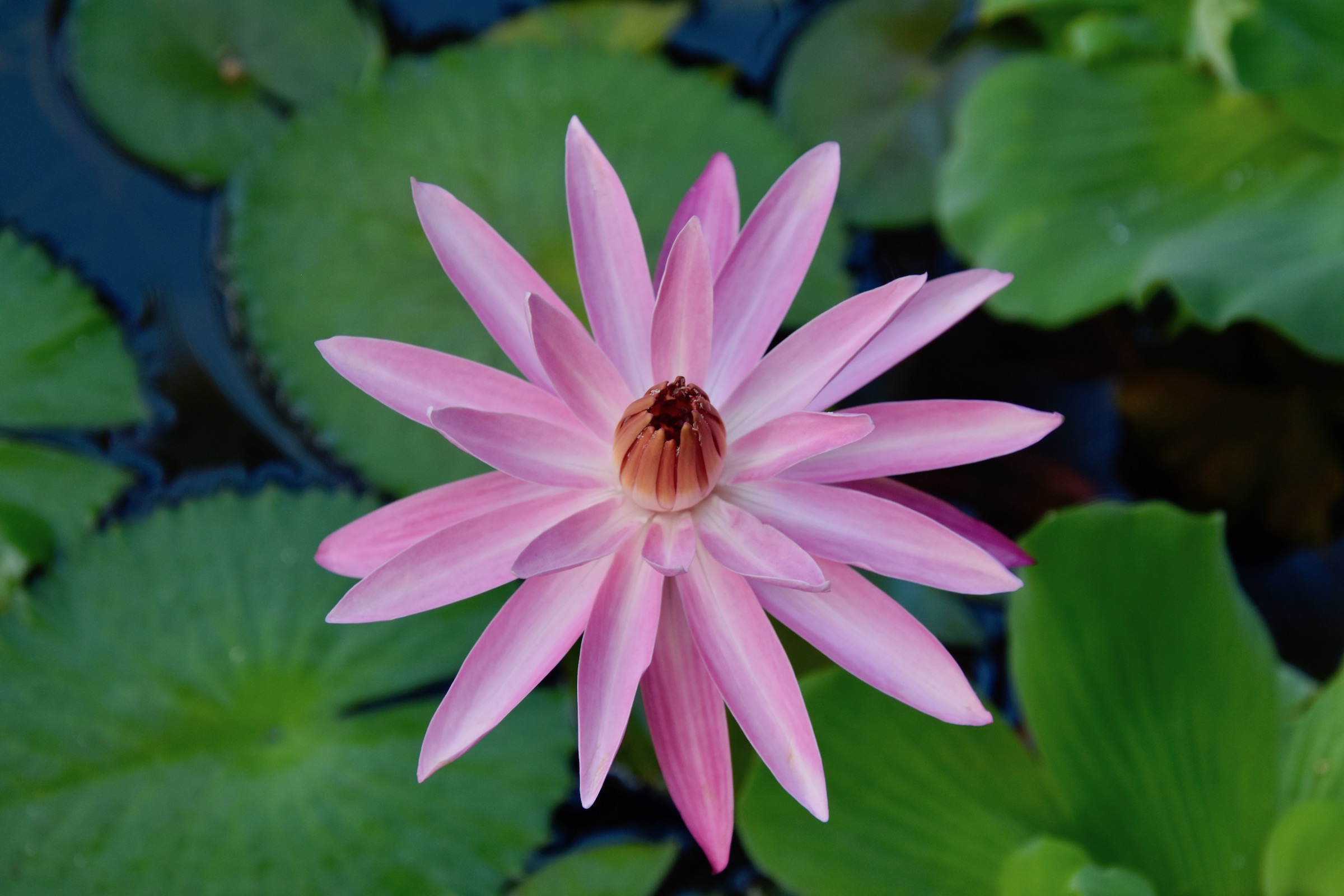 Water Lily, Te Moana