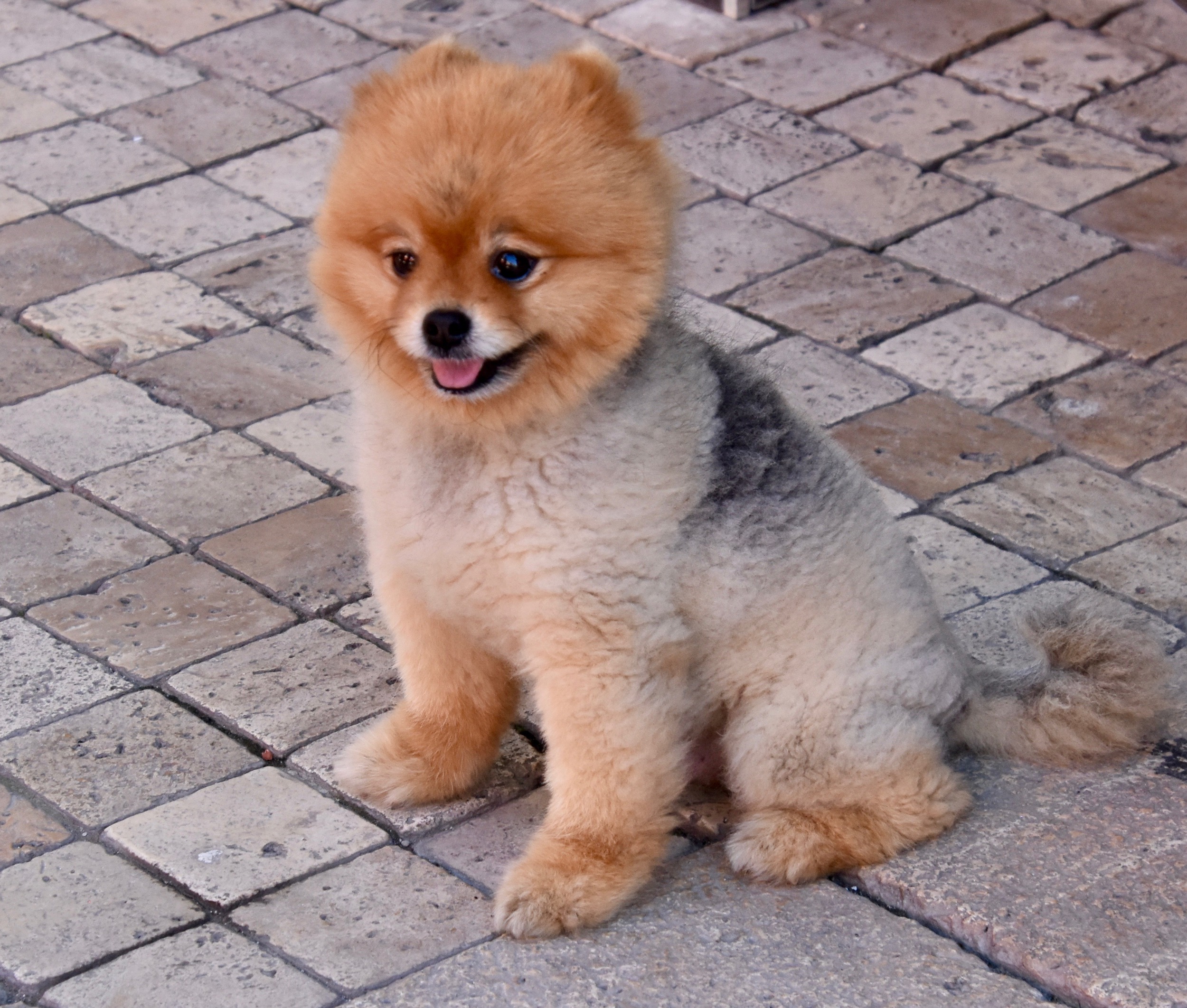 World's Cutest Dog, Side