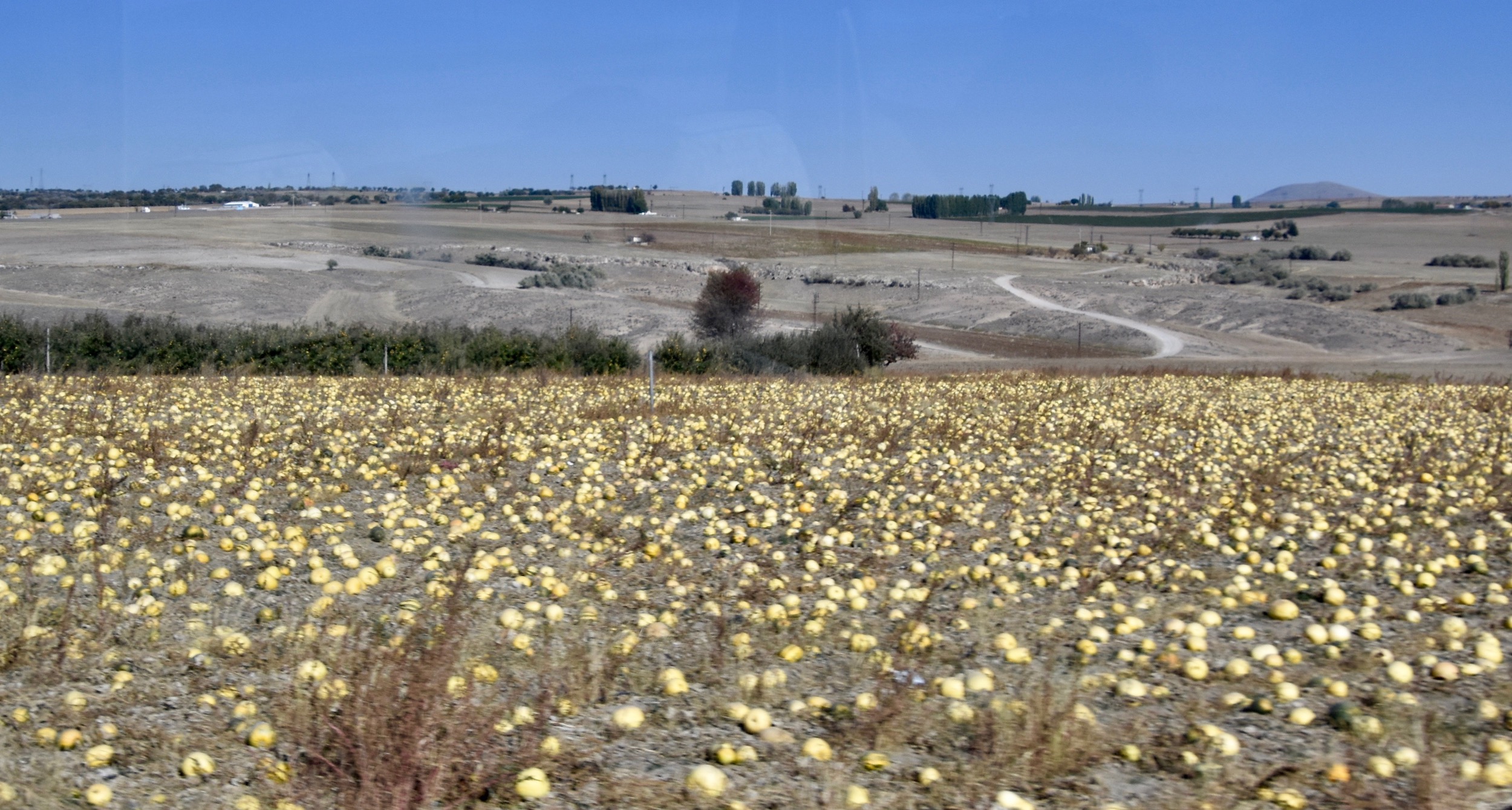 Gourds Grown for Seeds and Soil Replenishment, Cappadocia