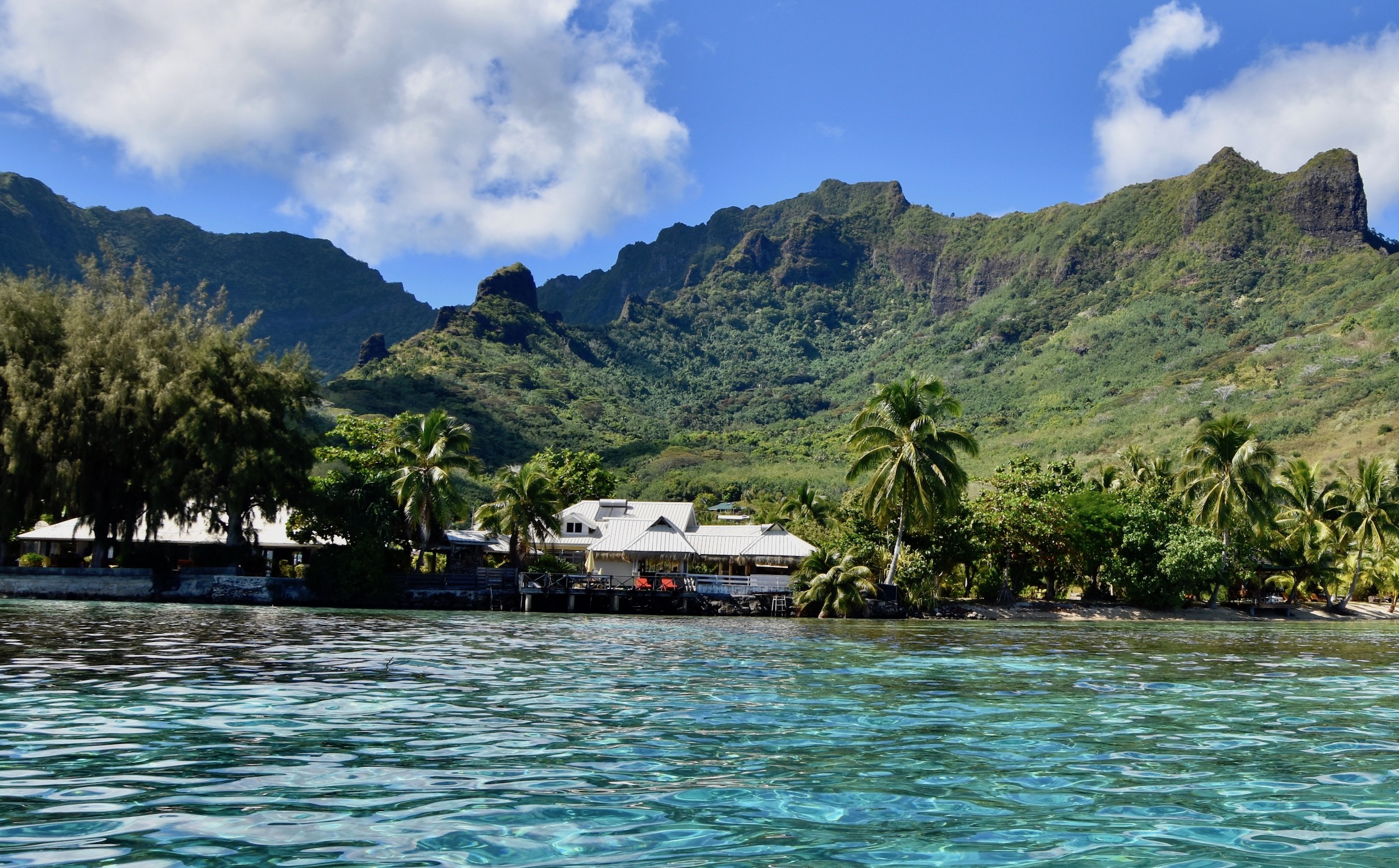 Dolphin Watch look at Moorea