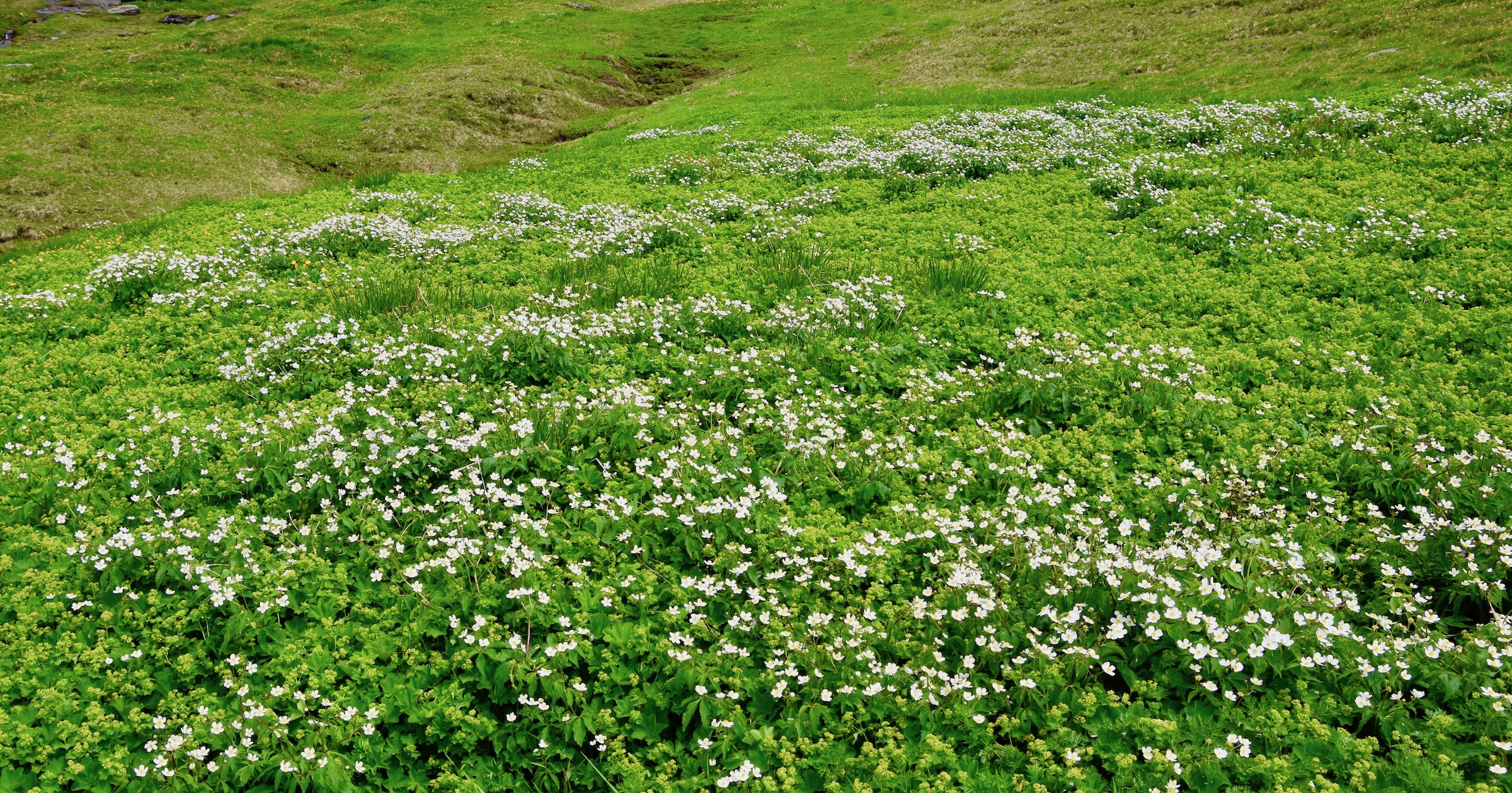  Field of White, Switzerland