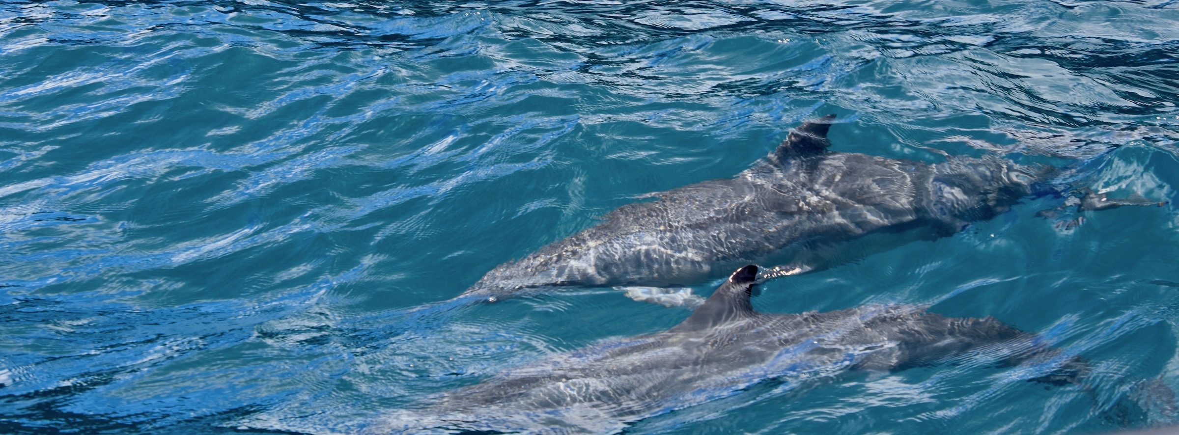 Close to the Boat on the Dolphin Watch