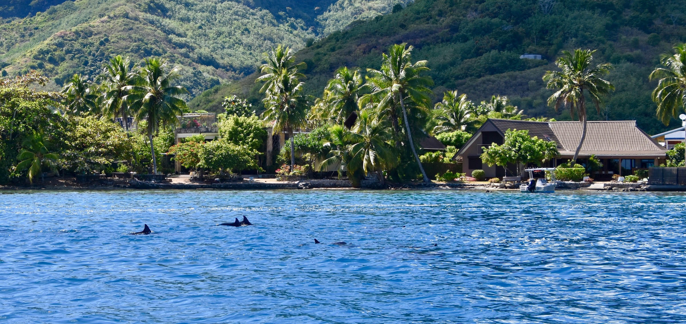 First School of Dolphins on the Dolphin Watch