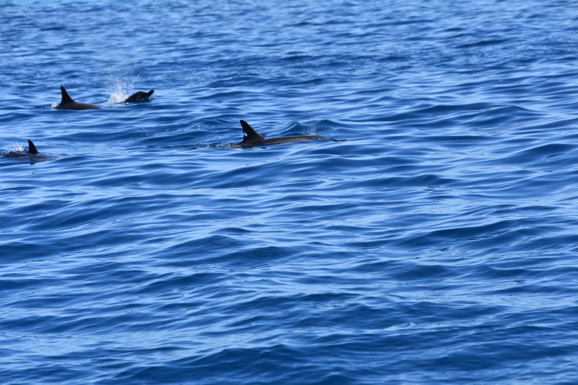  Bullet Leads the Group on the Dolphin Watch