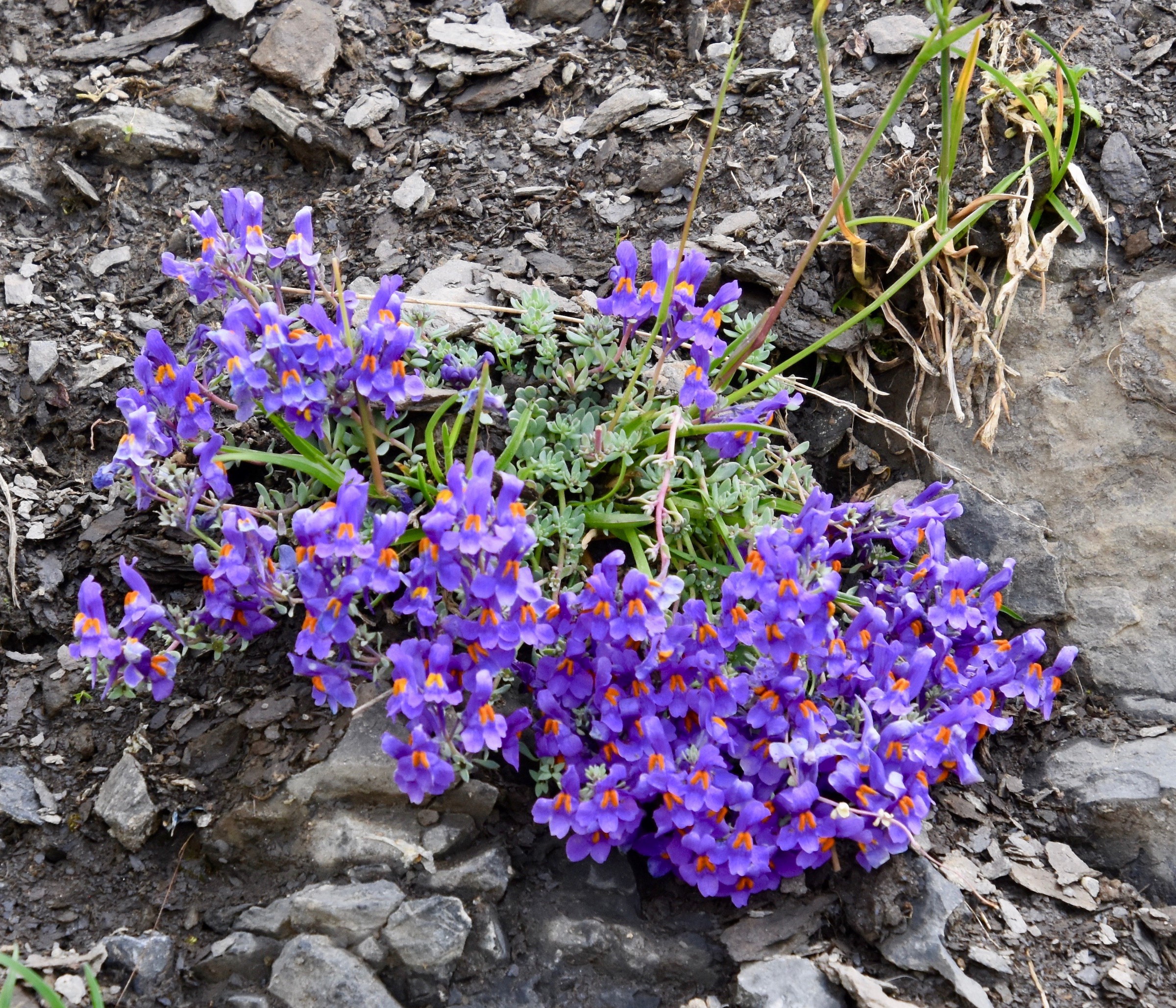 Alpine Toadflax, Switzerland