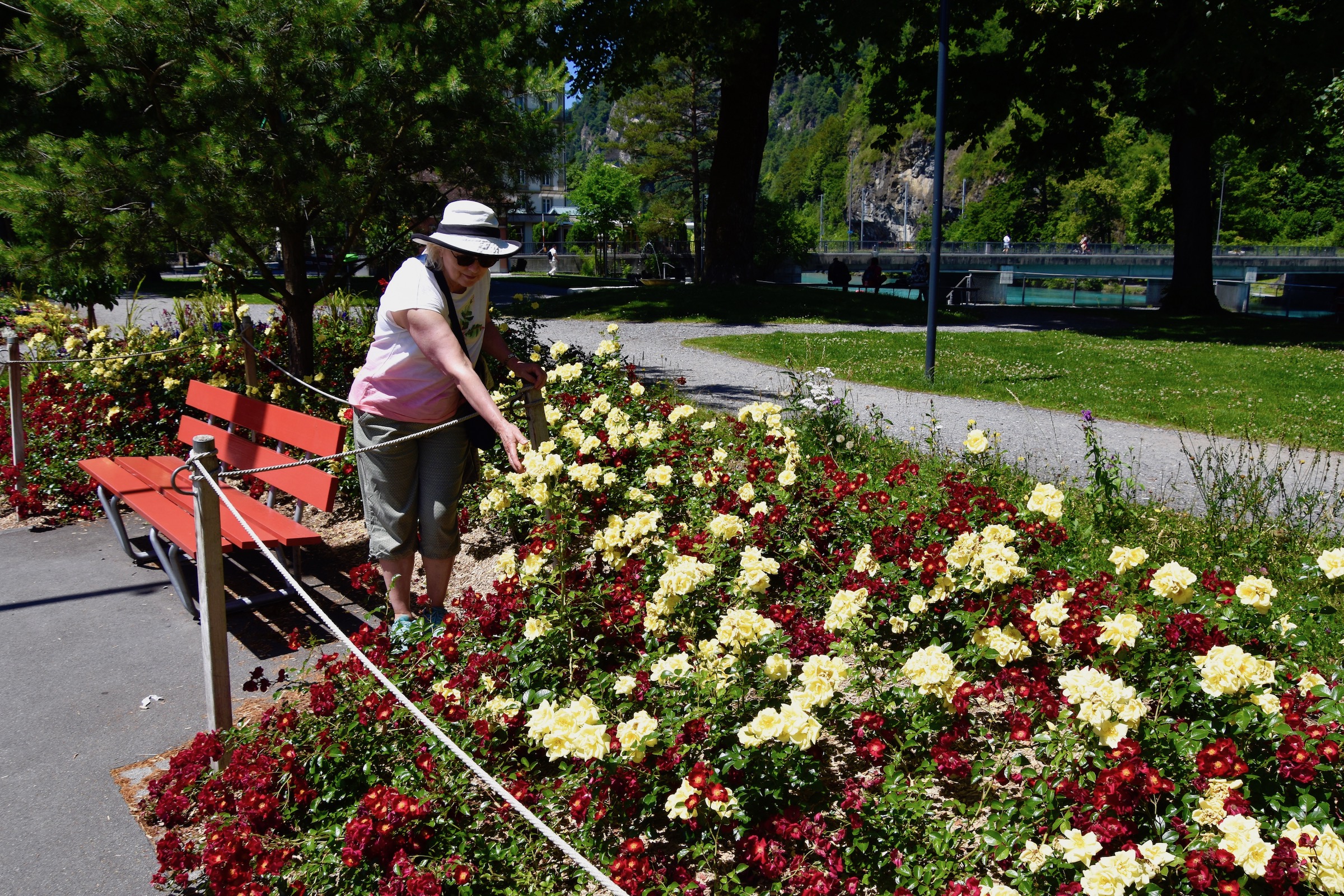 Interlaken Roses, Switzerland