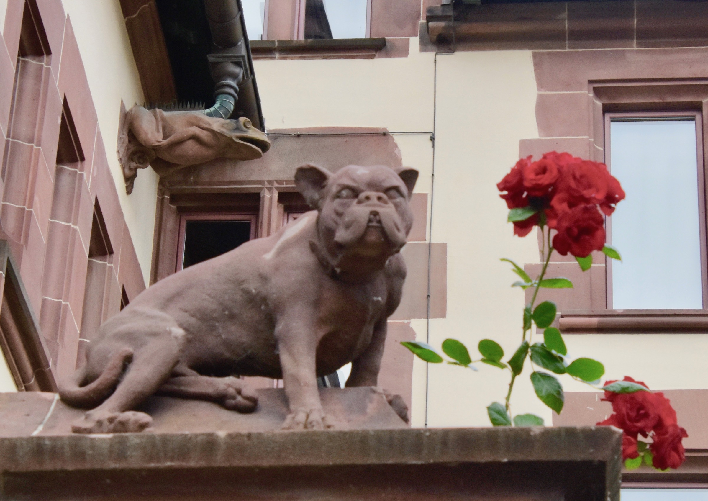 Dog, Frog & Roses, Basel