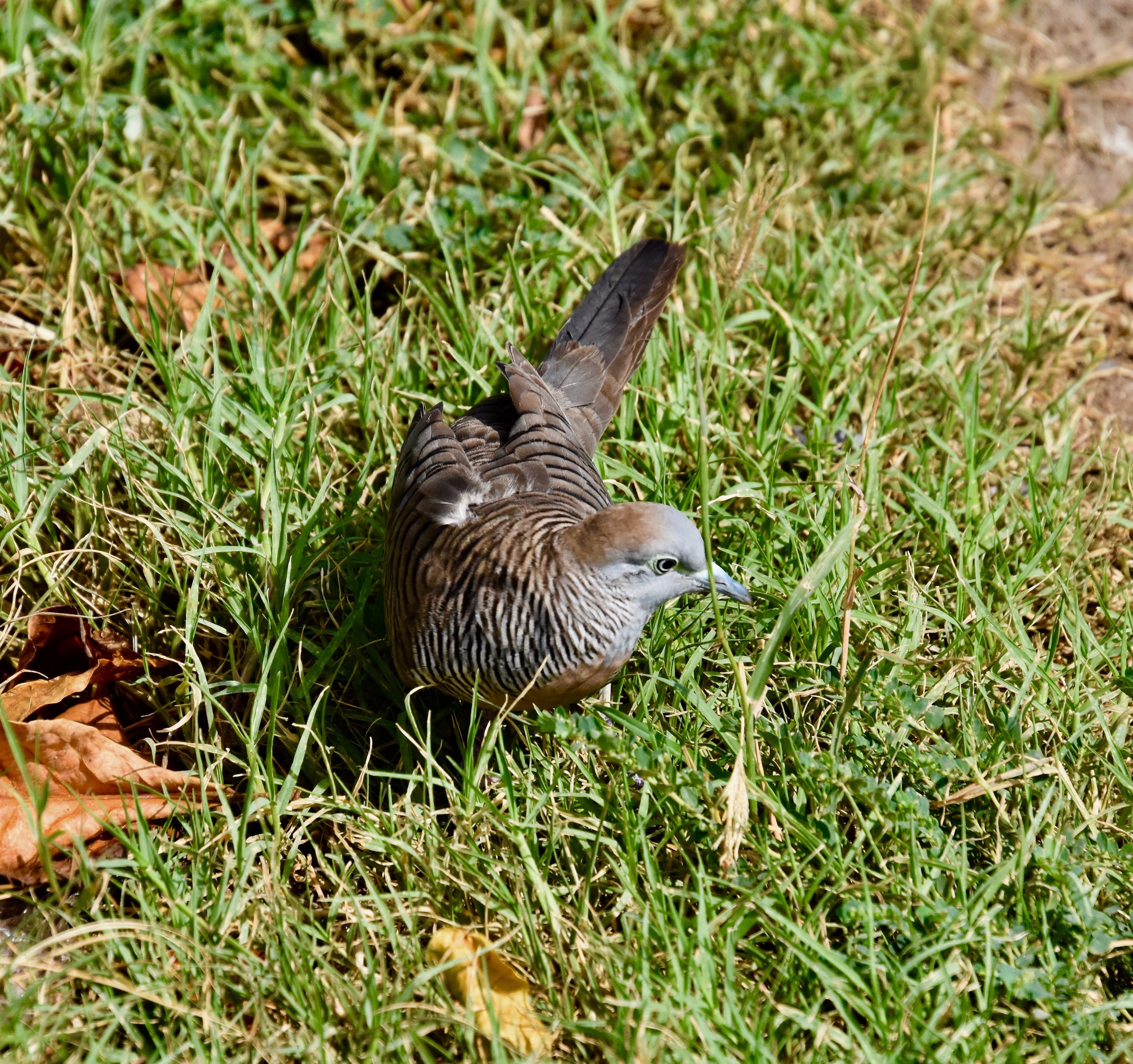 Zebra Dove, Ua Pou