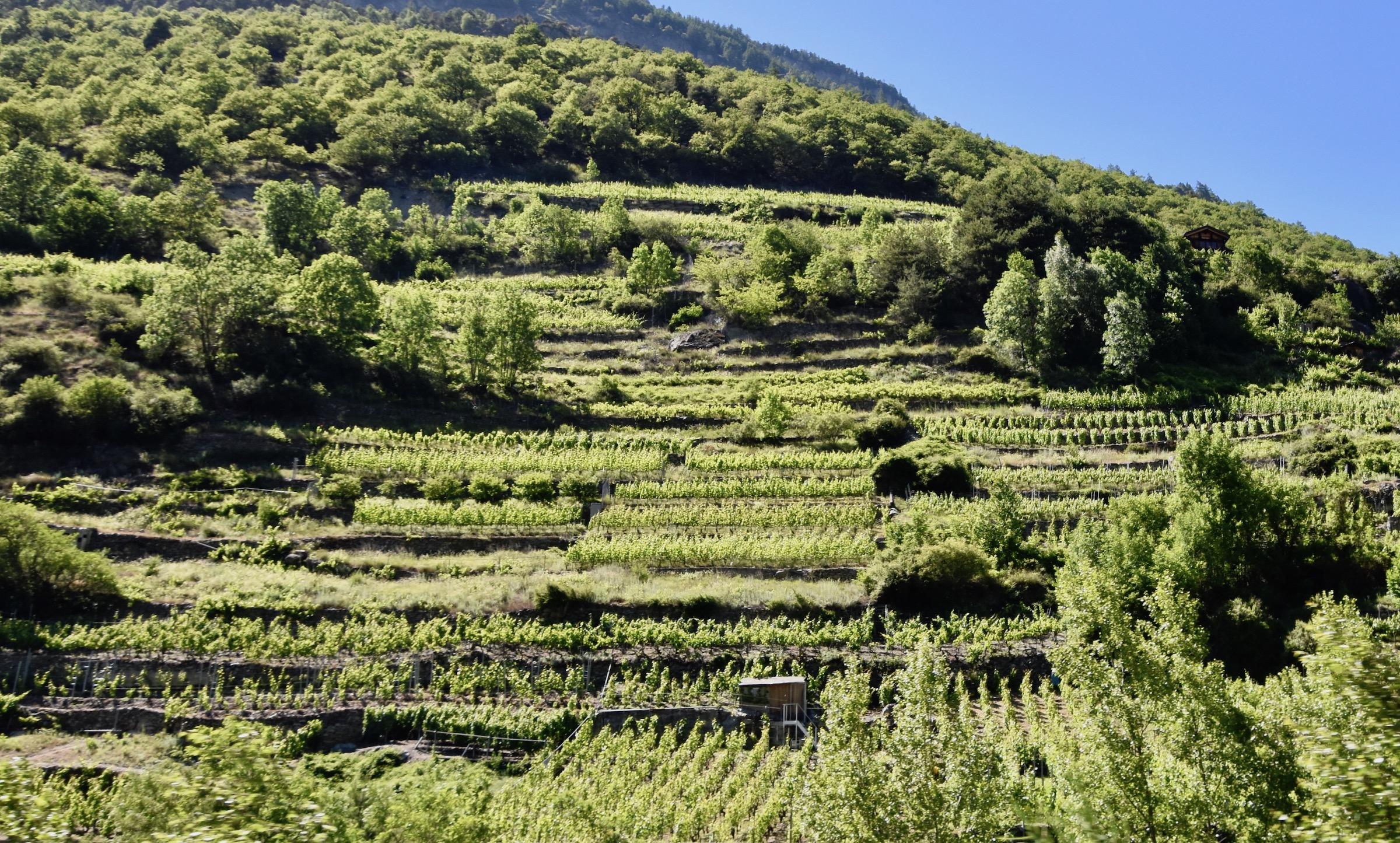 Vineyards on the Glacier Express Route