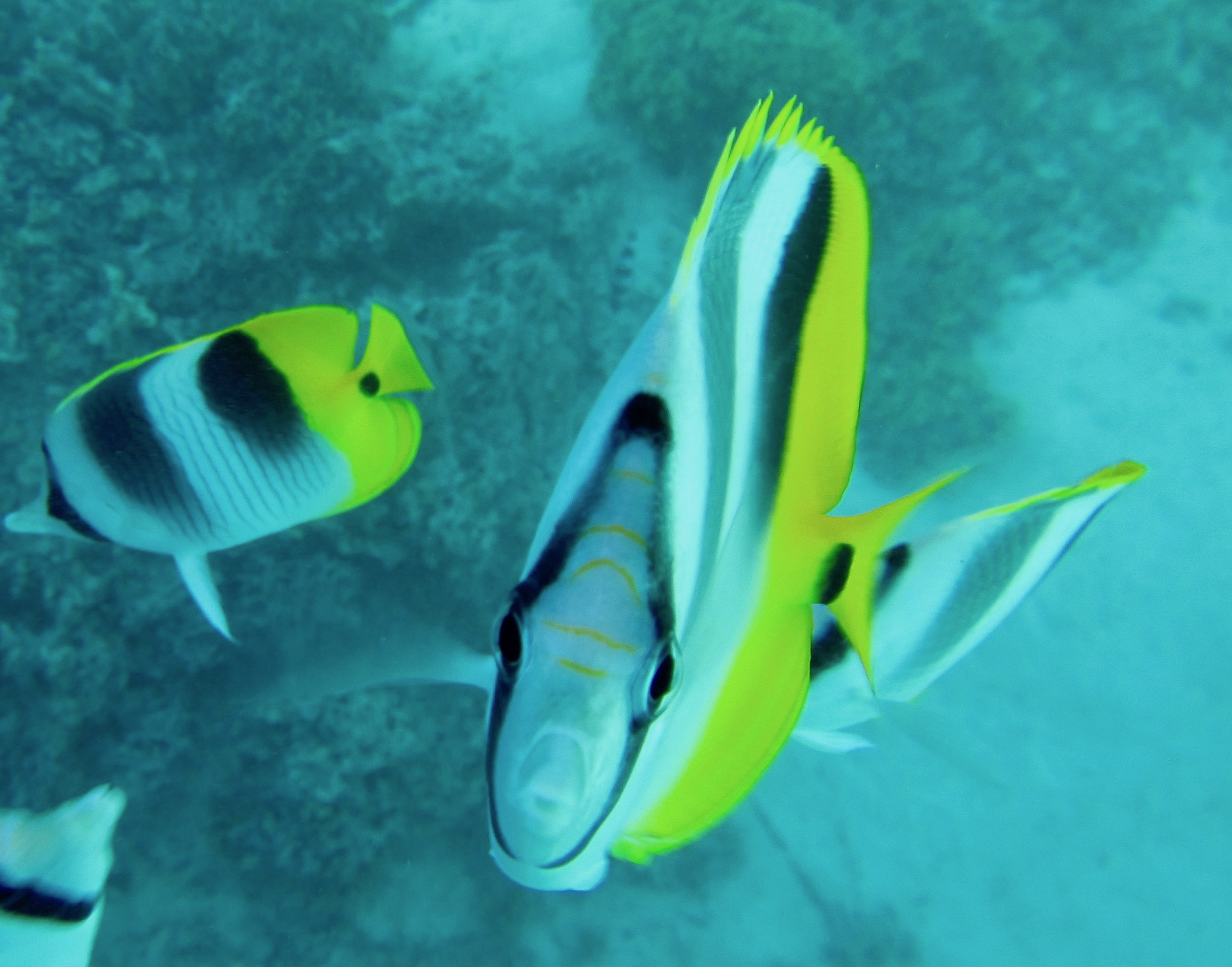 Bora Bora Fish
