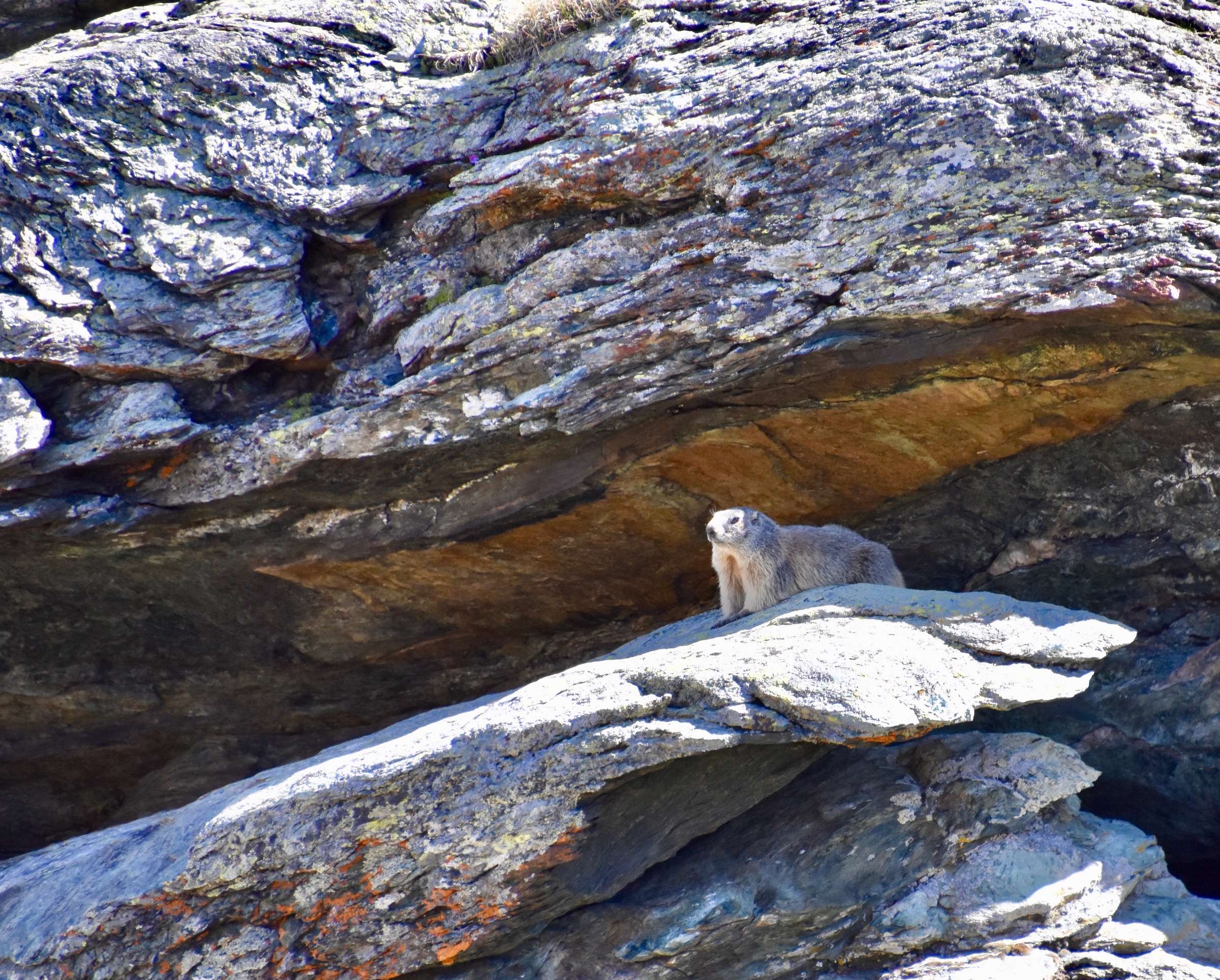 Marmot on the Matterhorn
