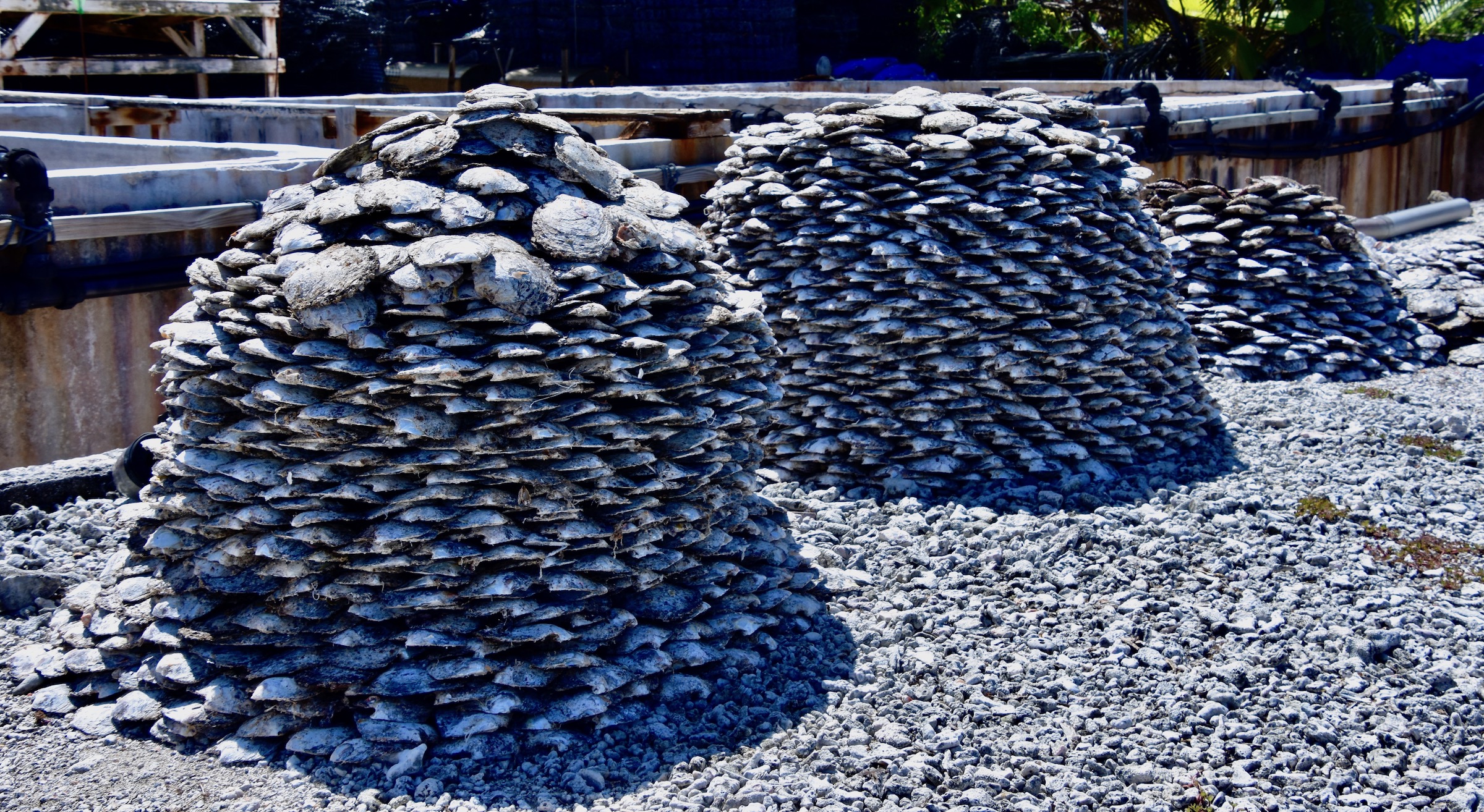 Oyster Shell Mounds, Rangiroa