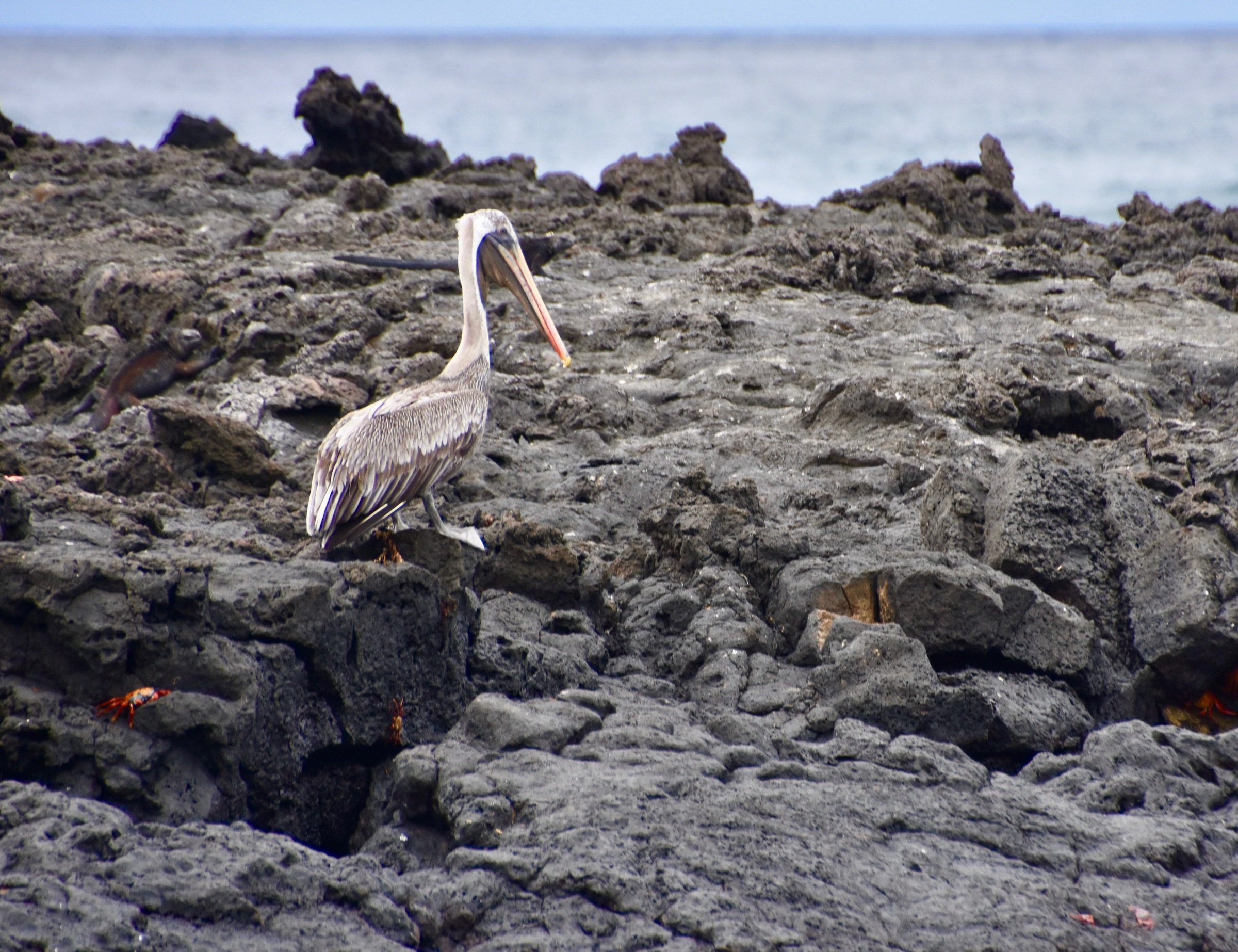 Brown Pelican, Kicker Rock trip