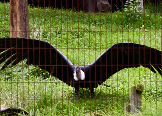 Andean Condor, Hacienda Zuleta