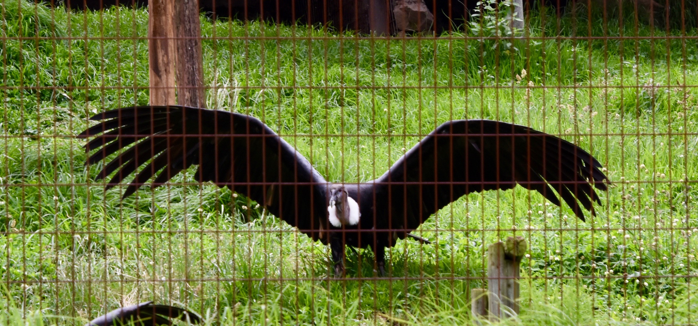Andean Condor, Hacienda Zuleta