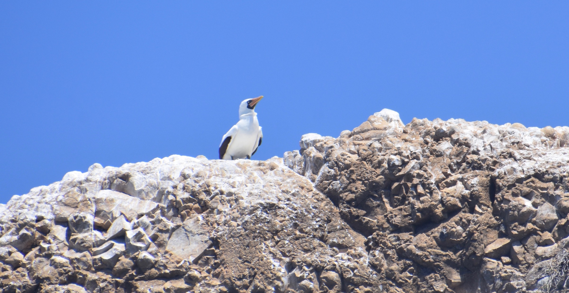 Nazca Booby on Kicker Rock