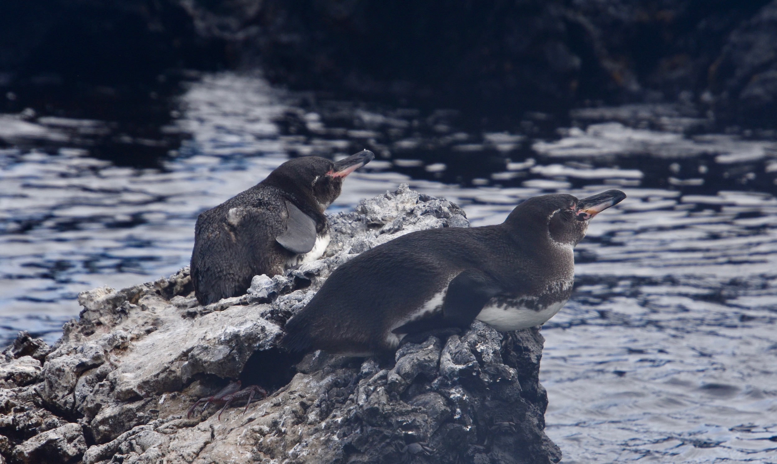 Galapagos Penguins, Isabela Island