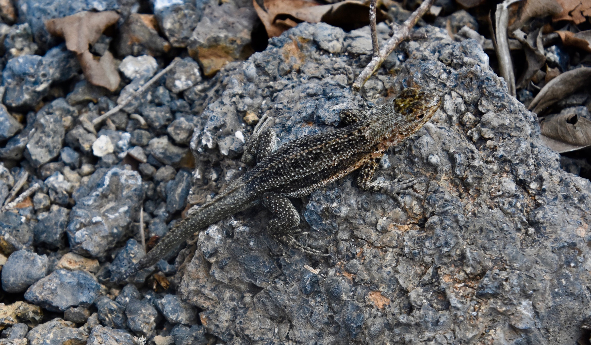 Isabela Lava Lizard on Tintoreras Islet