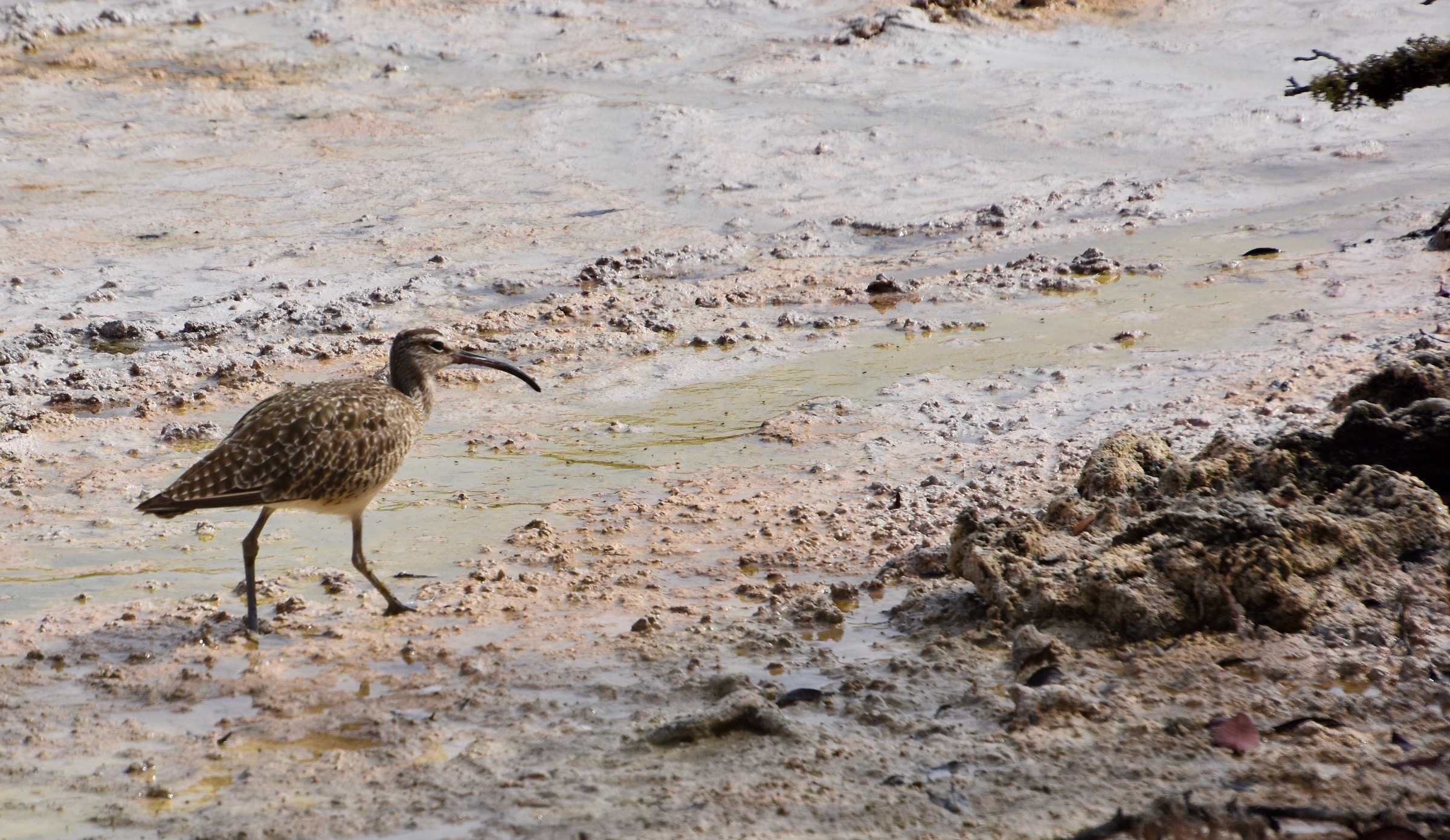 Whimbrel on Isabela