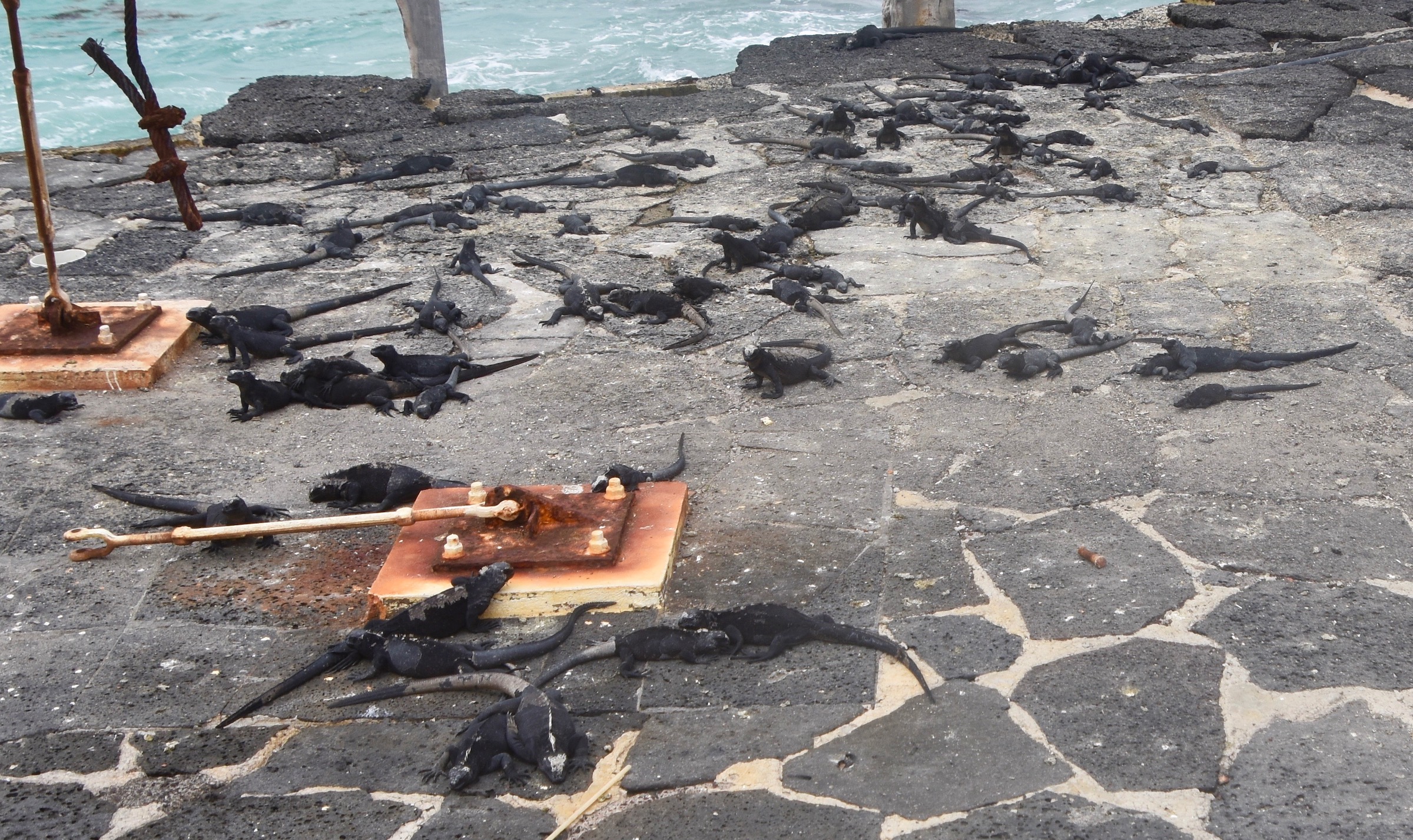 Young Iguanas on Isabela