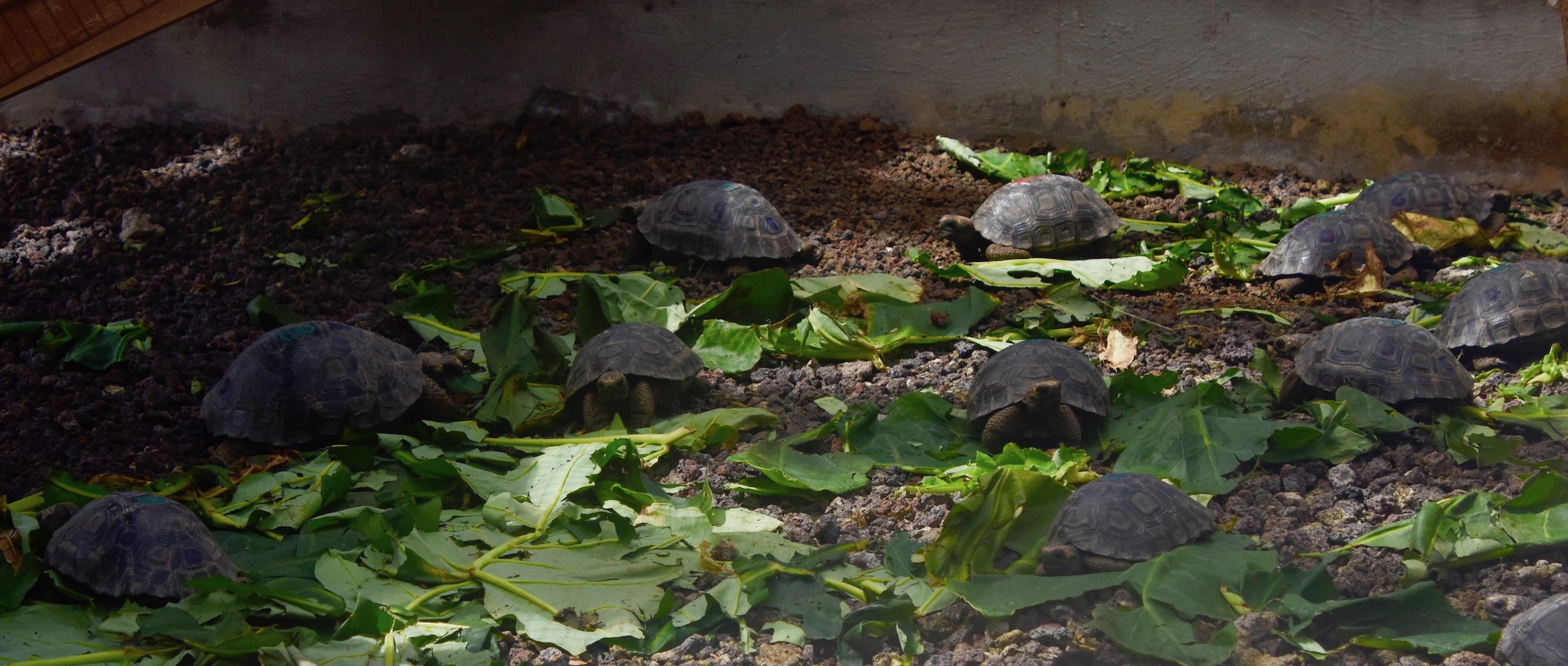 Baby Tortoises on Isabela
