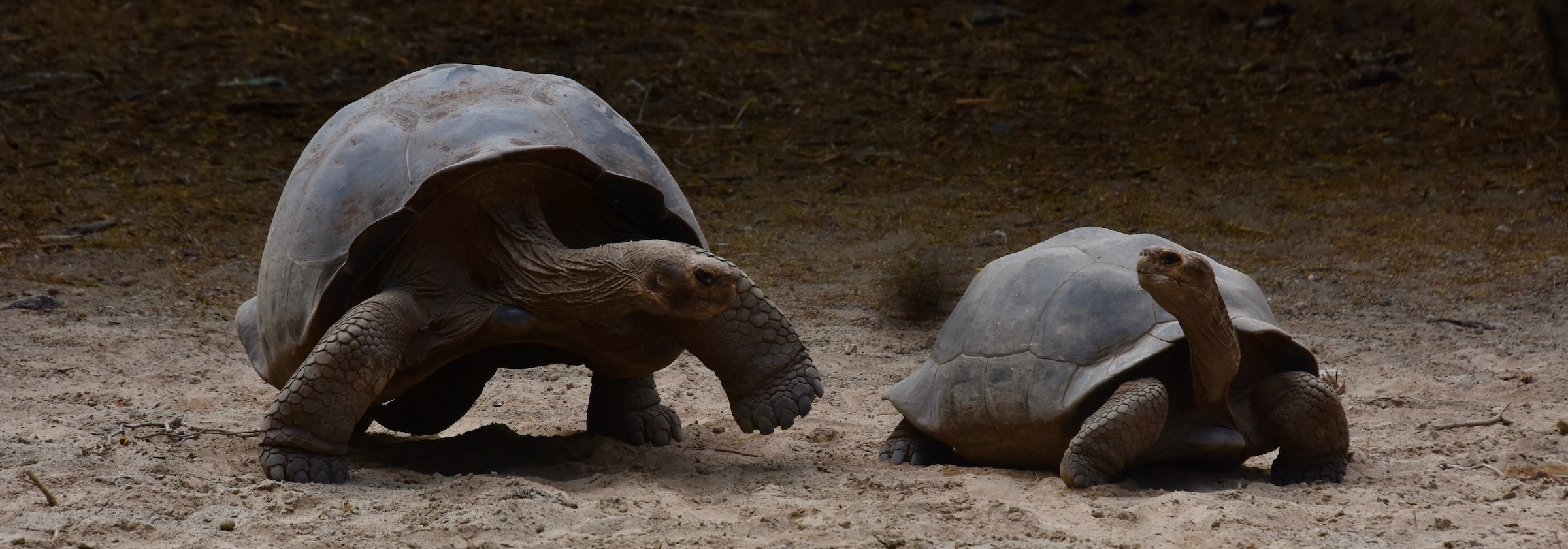 Tortoises Courting