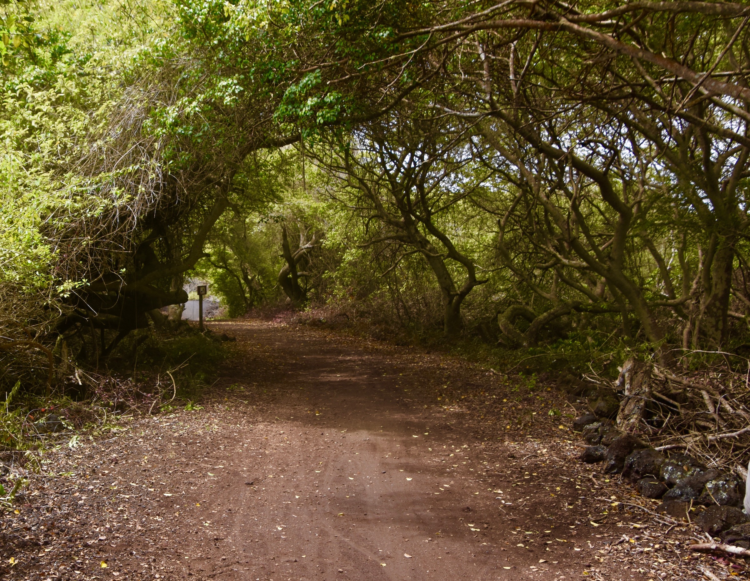 Canopied Path to Tortoises