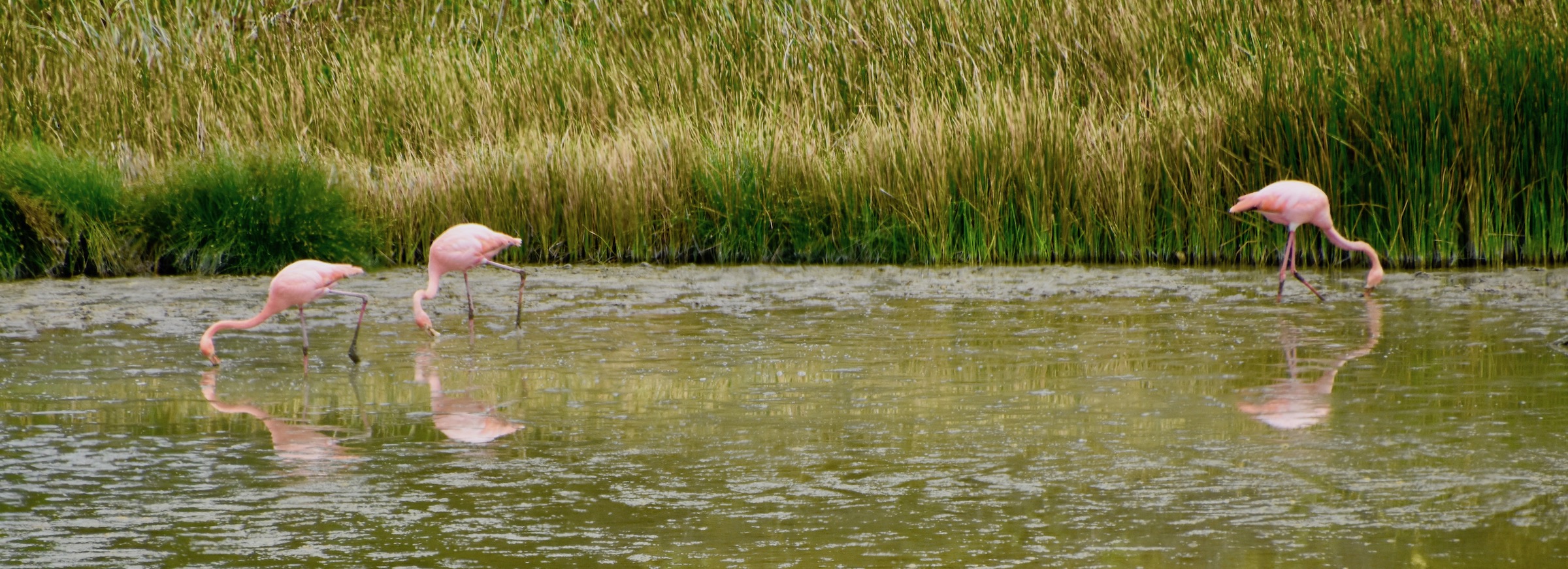 Three Flamingos Near the Giant Tortoises Breeding Station