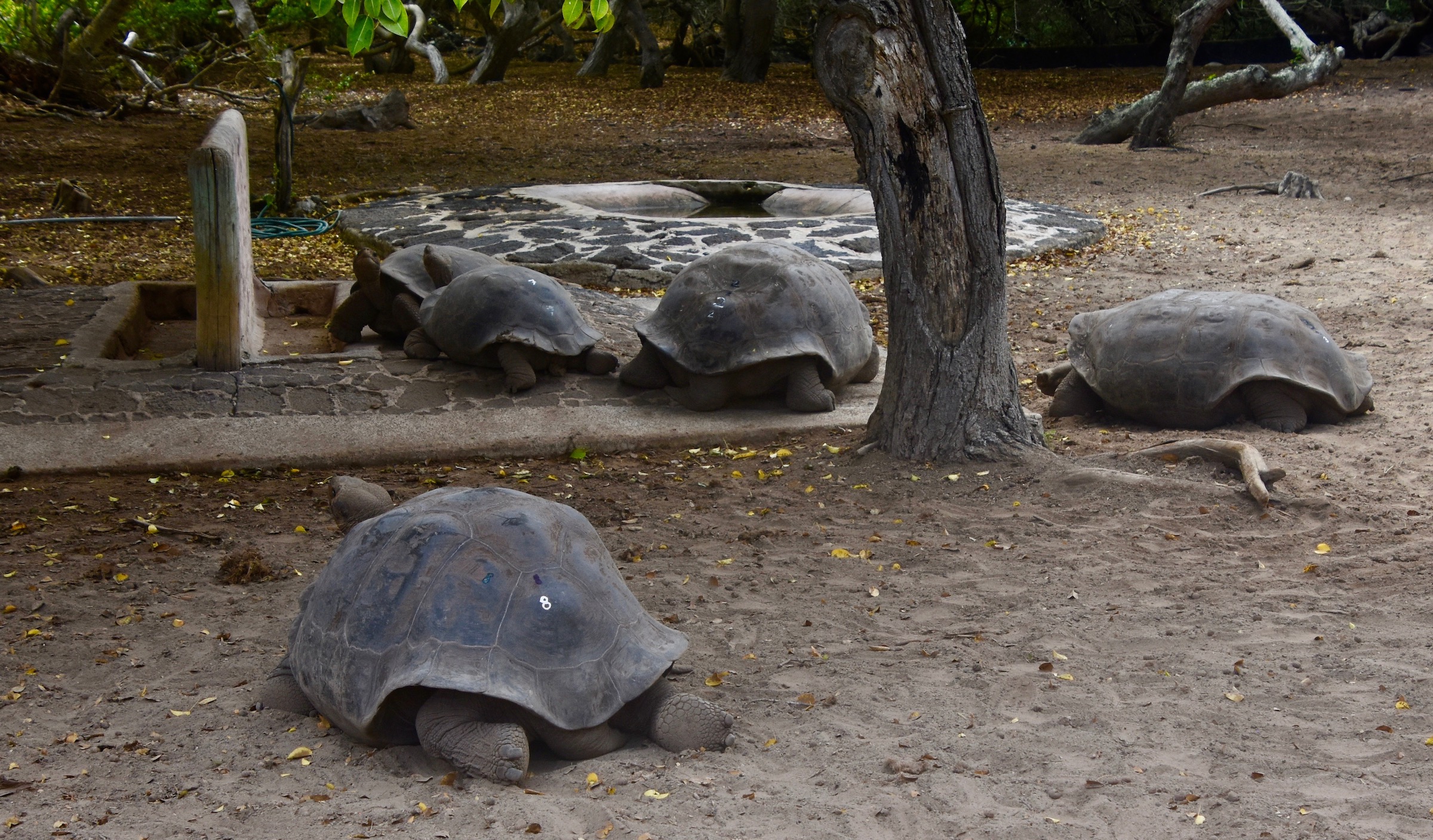 Tortoises Breeding Stock