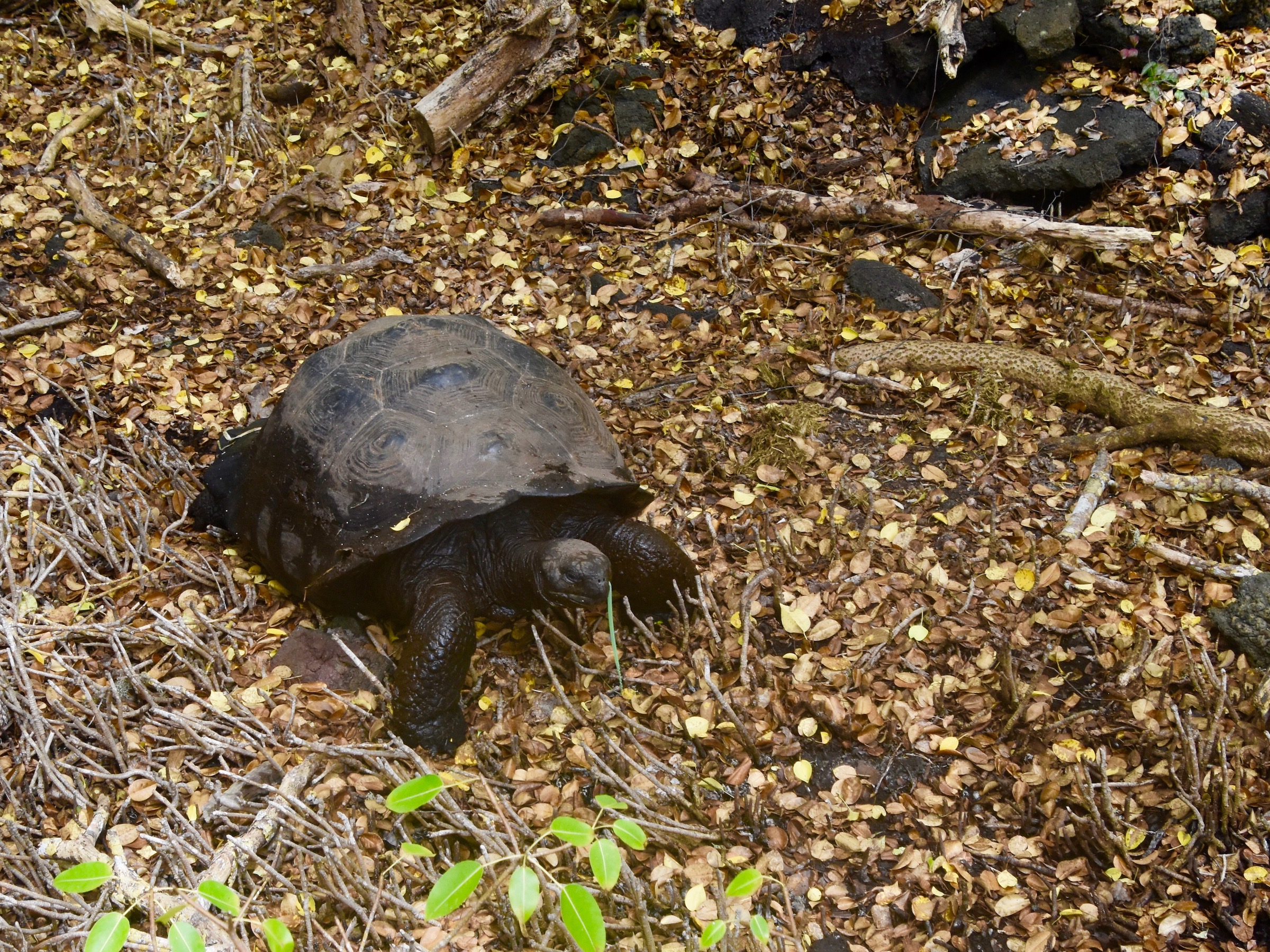 One of the Wild Giant Tortoises