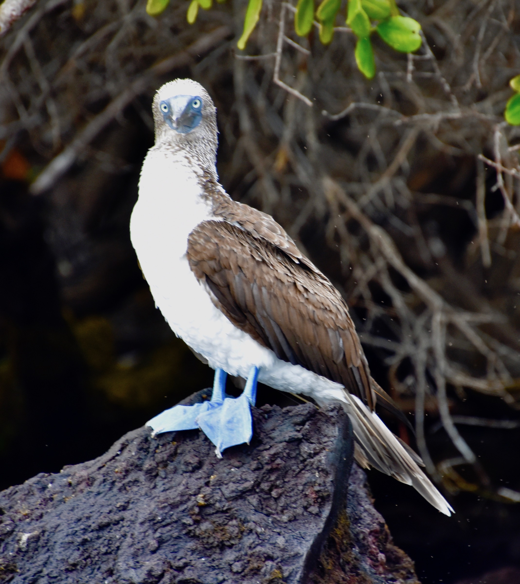 Blue-Footed Booby - Exploring Isabela