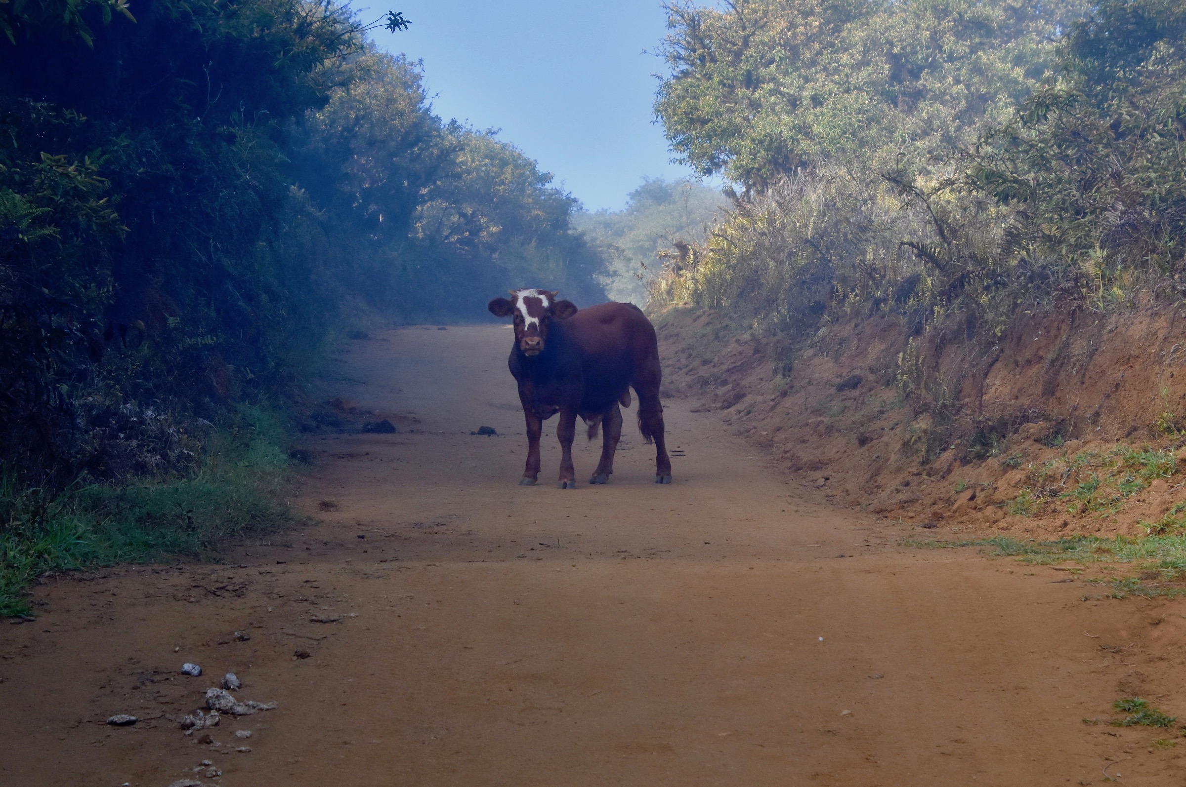 Exploring Isabela -Bull in the Mist