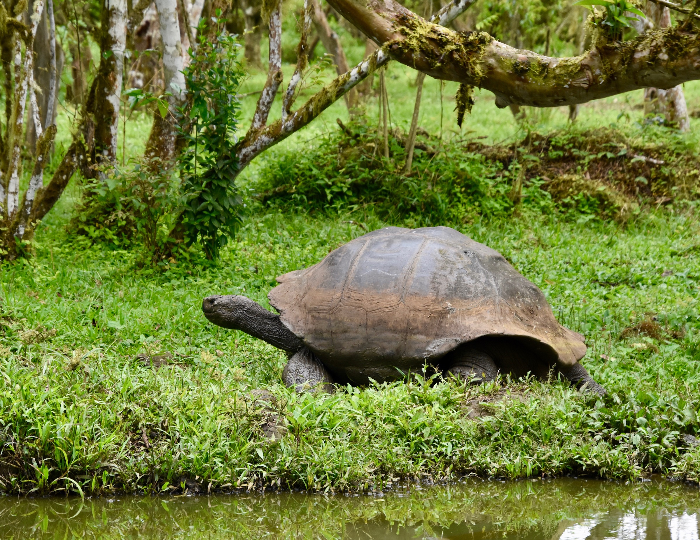 Giant Tortoise on Santa Cruz