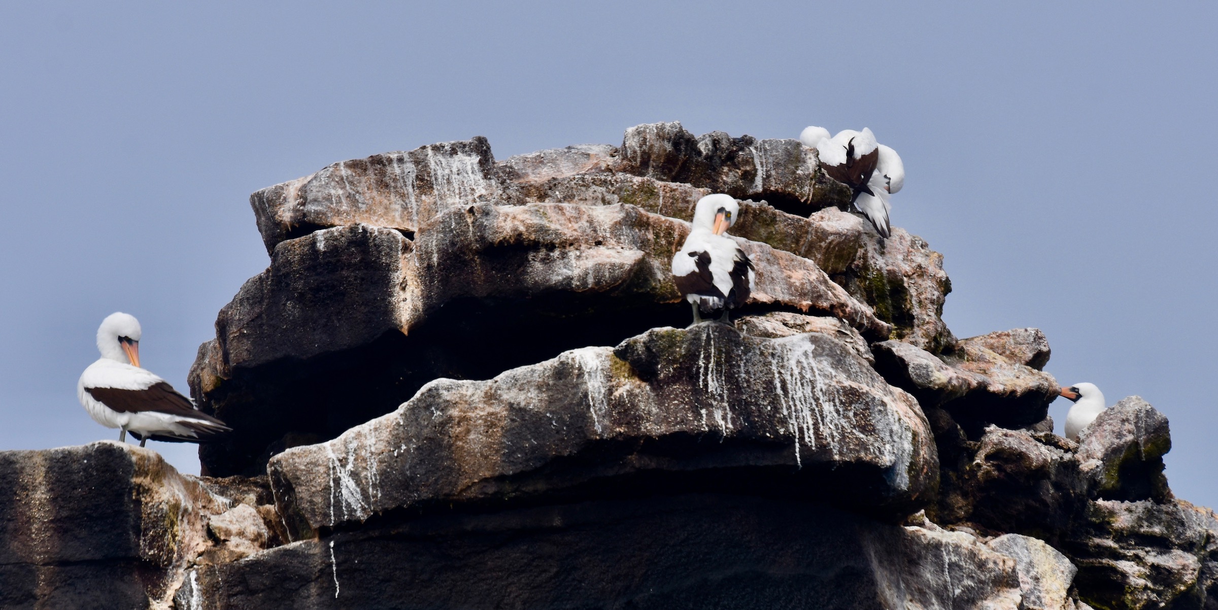 Nazca Boobies - Exploring Isabela