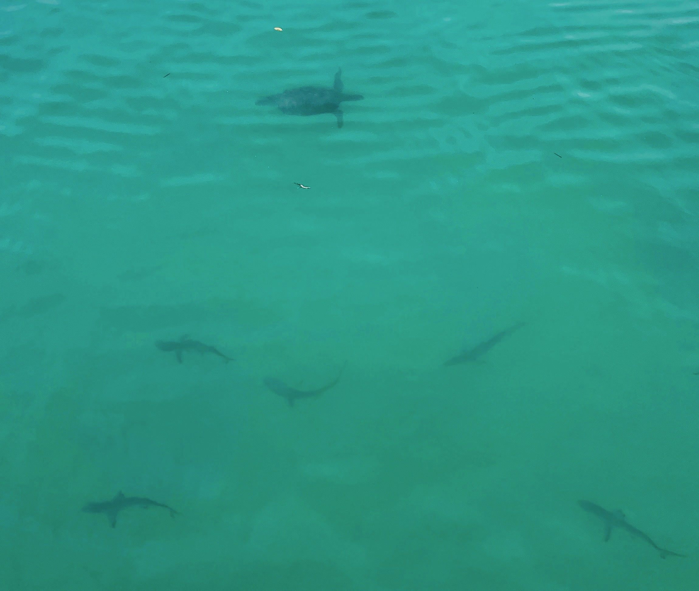 Sea Turtle and Black Tip Sharks Just Off the Wharf of Santa Cruz