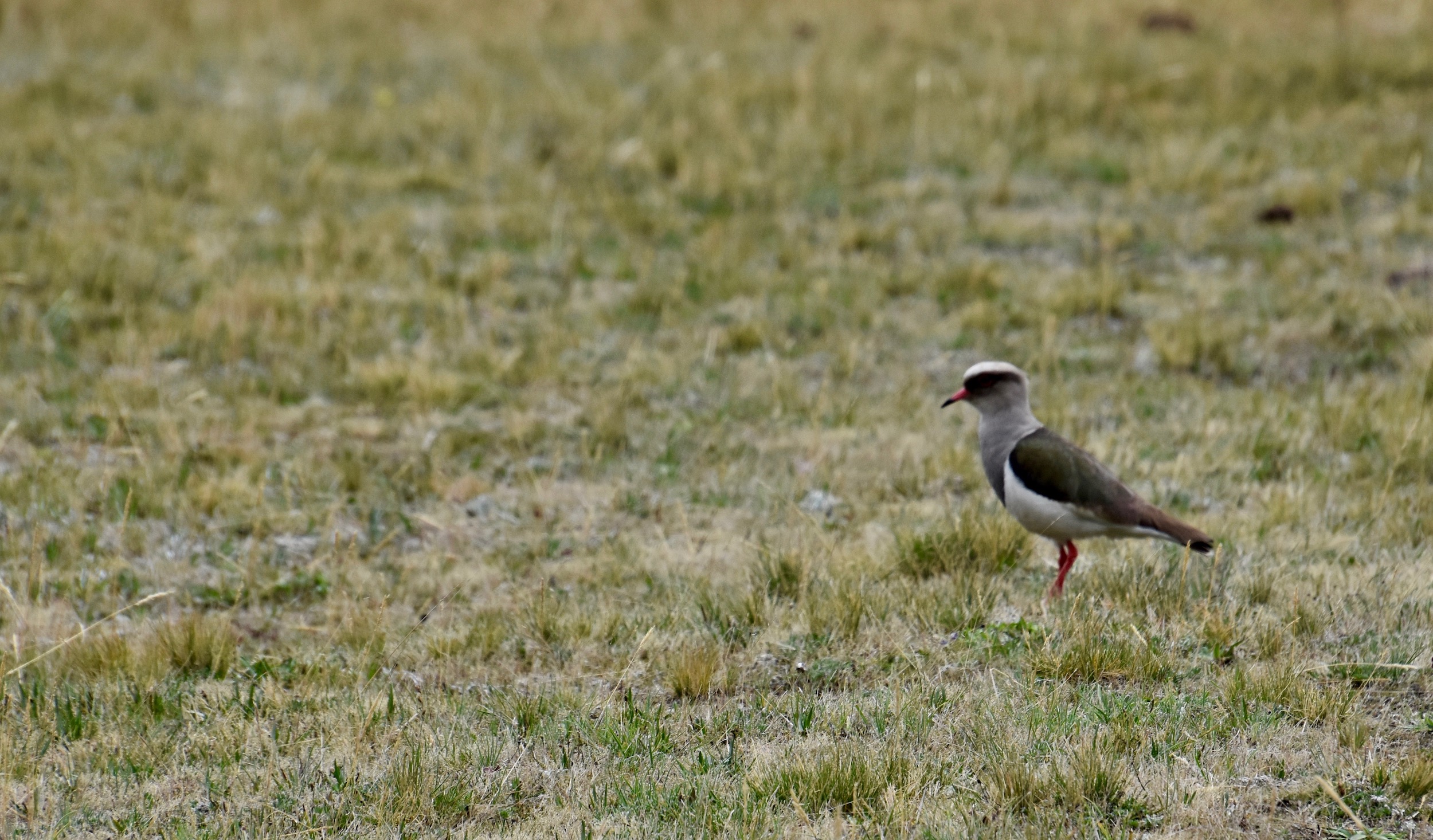 Andean Lapwing, Avenue of the Volcanoes