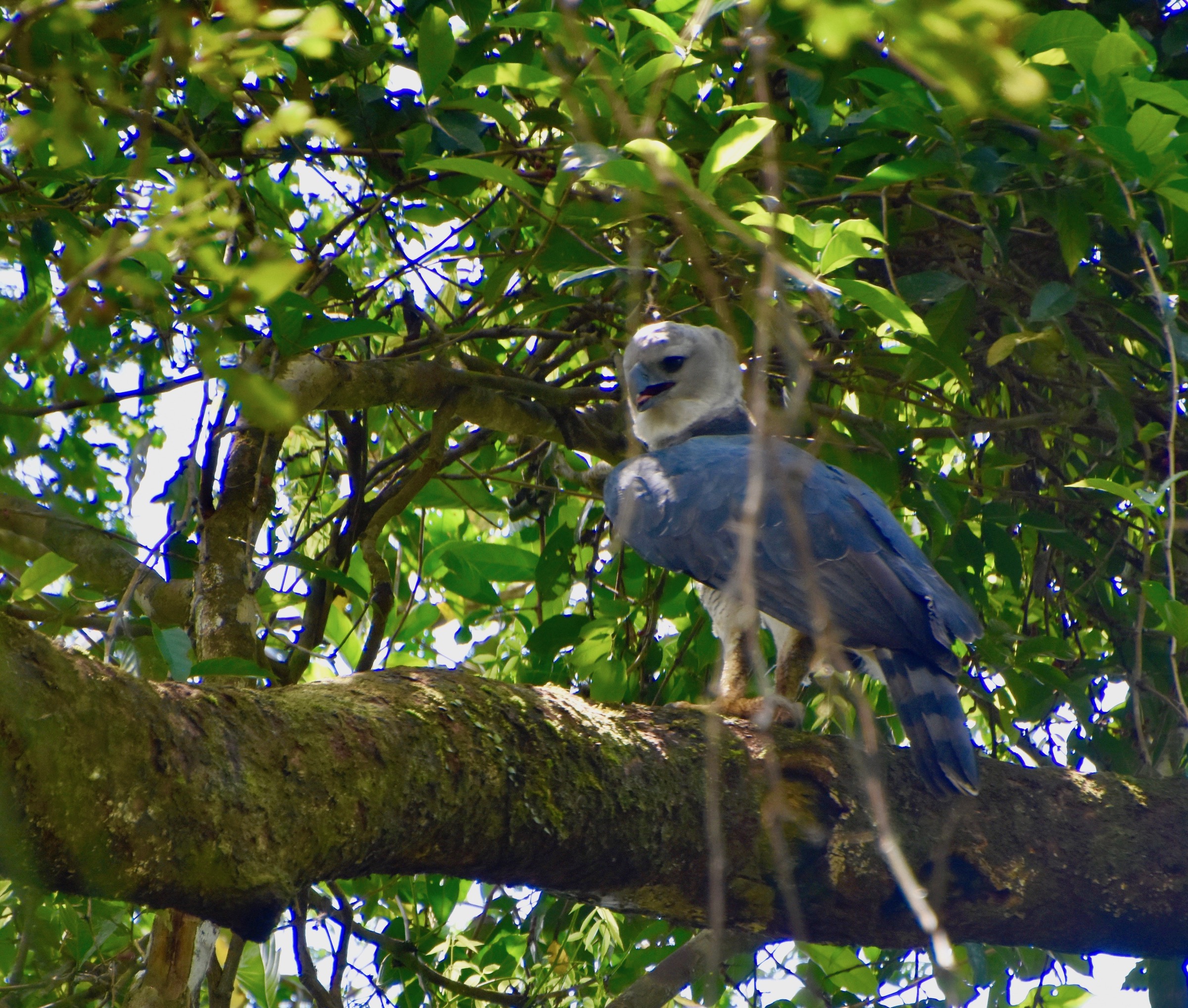 Harpy Eagle, Napo Cultural Centre