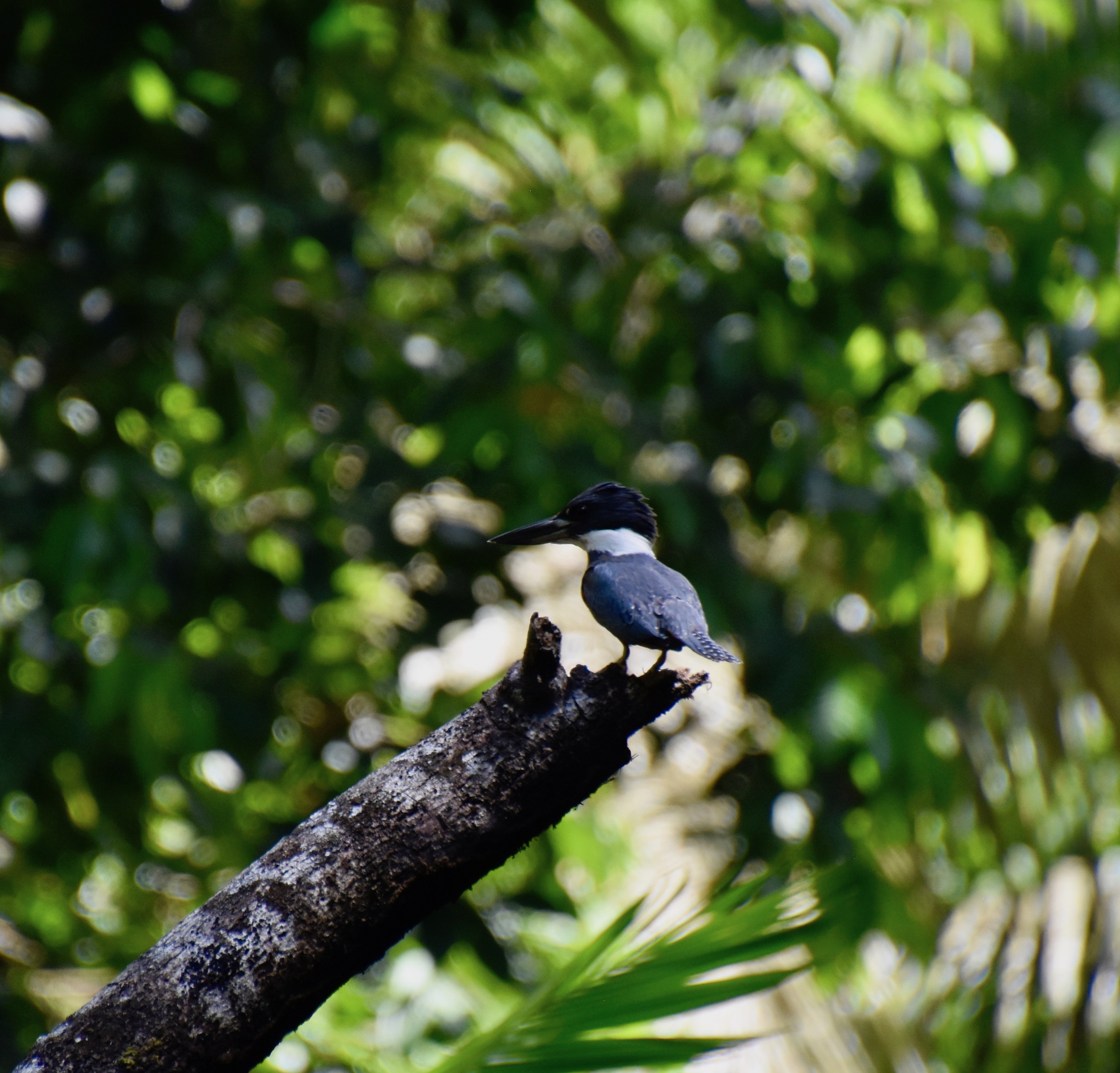 Kingfisher, Napo Cultural Center