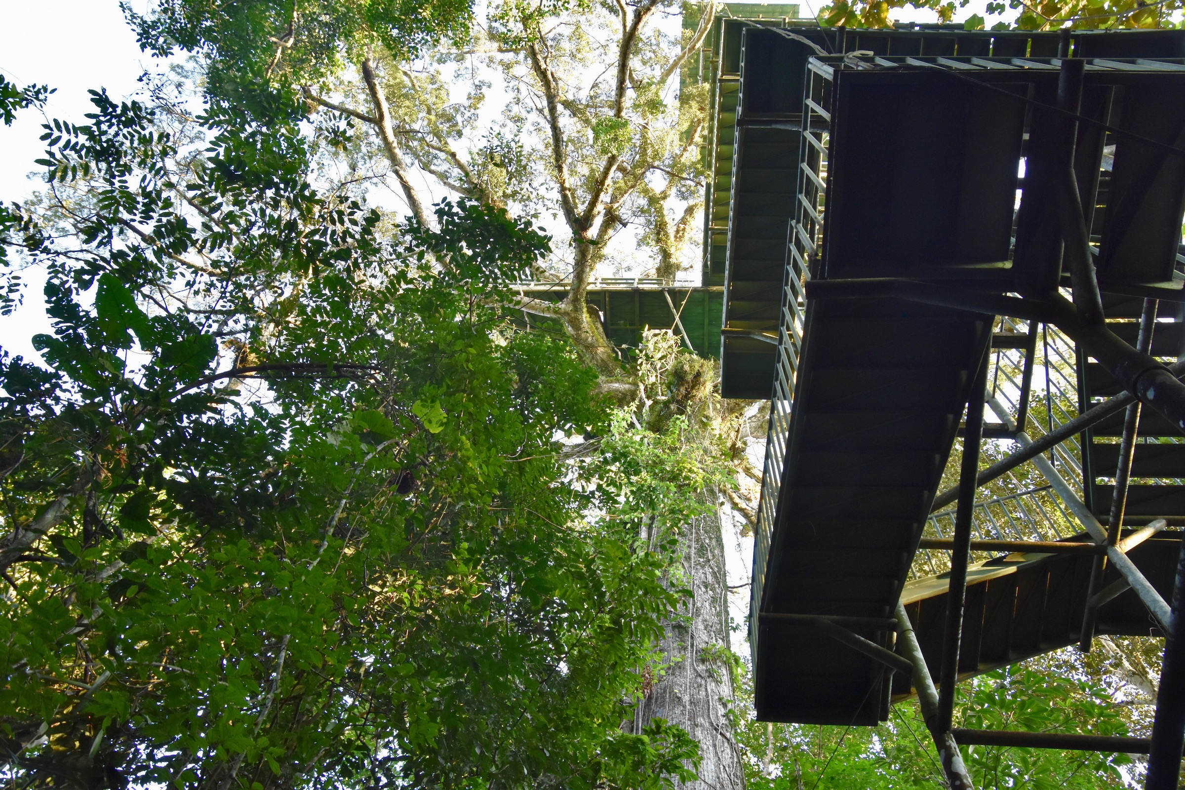 Napo Cultural Center Tower