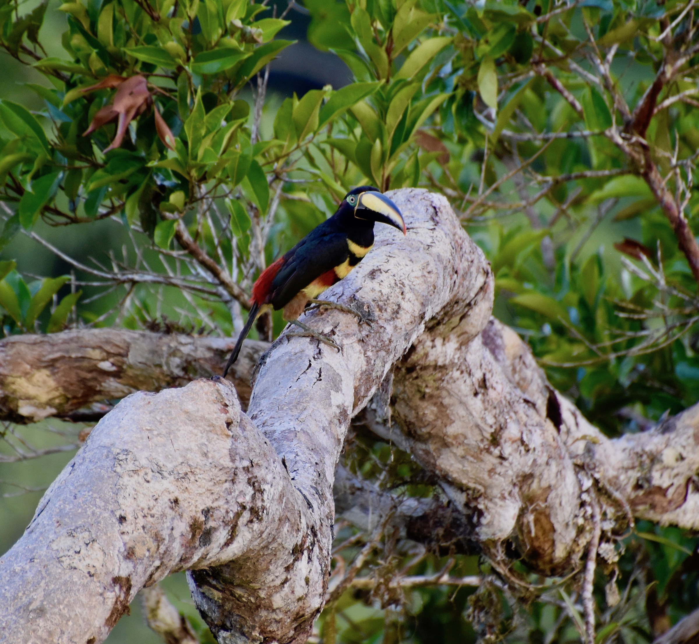 Striped Toucan, Napo Cultural Centre