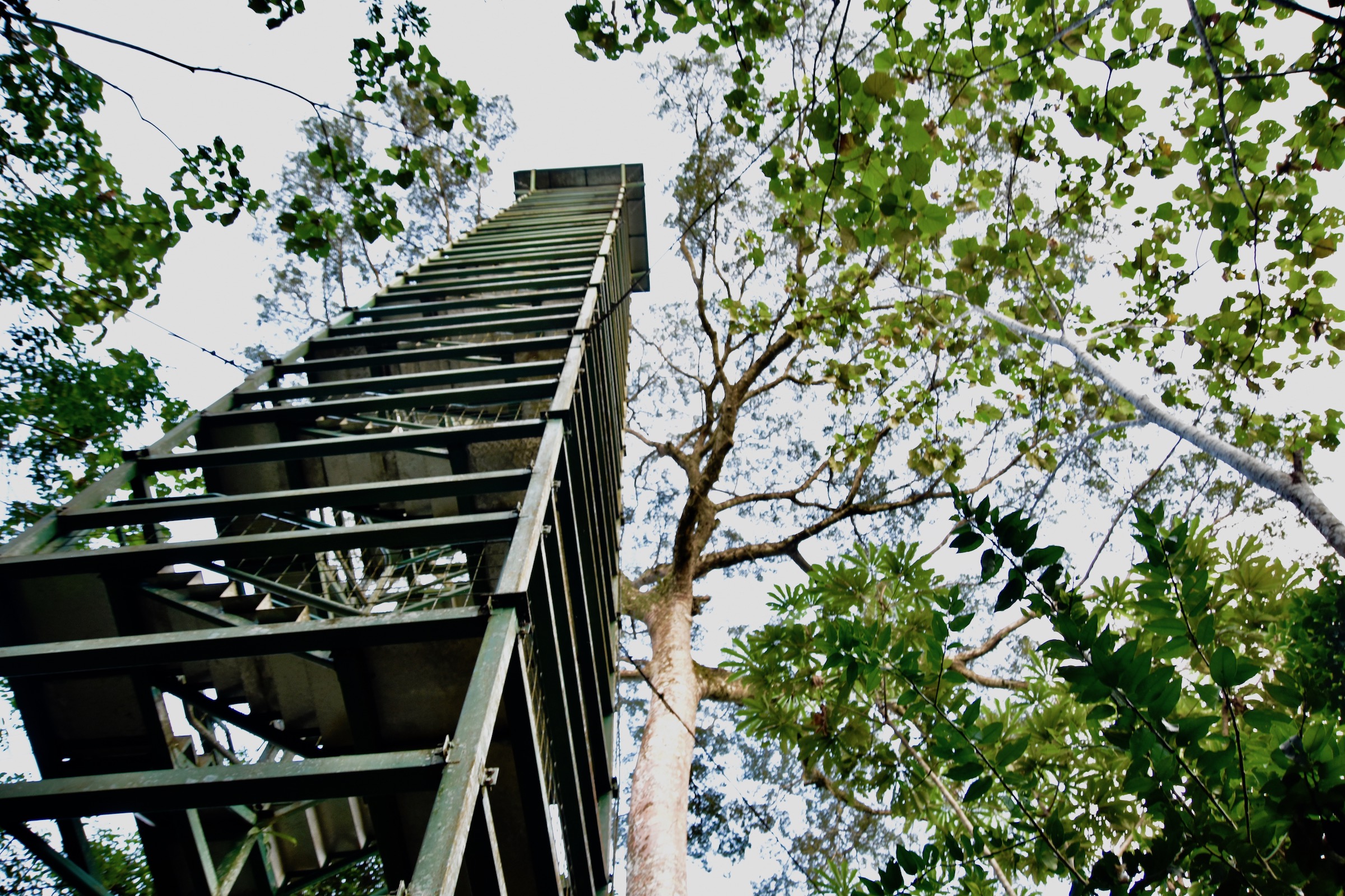 Napo Cultural Center Tower