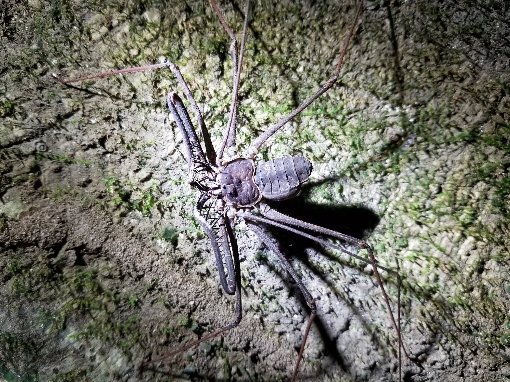 Whip Scorpion, Napo Cultural Centre