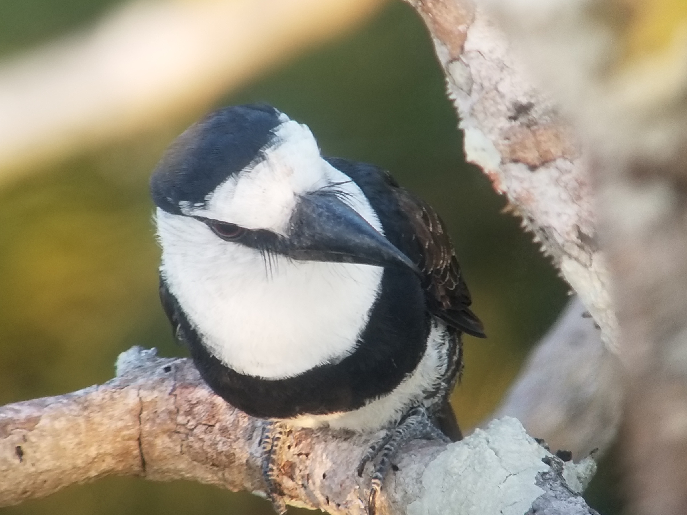 White-Necked Puffbird, Napo Cultural Center