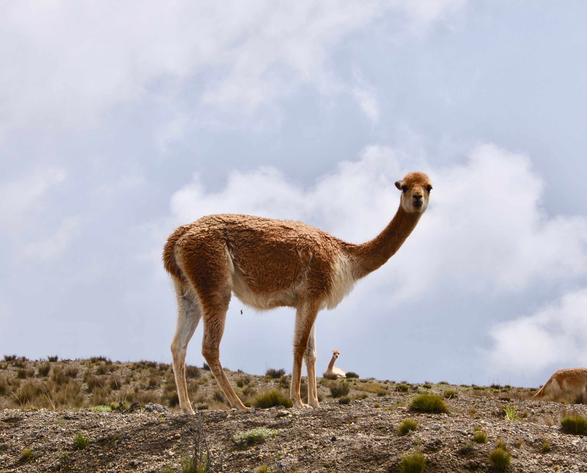 Vicuna in the Avenue of the Volcanoes