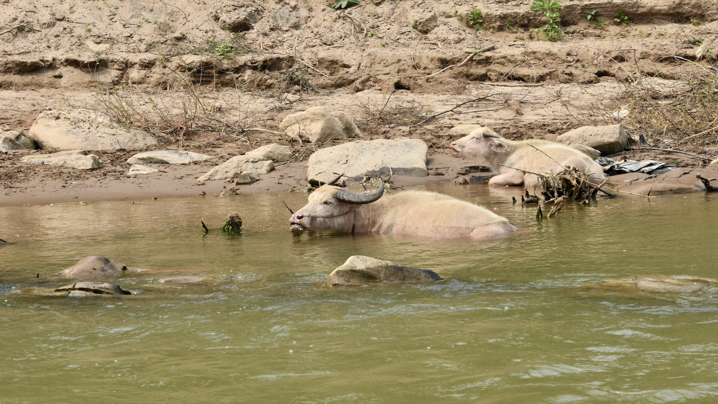 Half Submerged Water Buffalo in the Mekong River