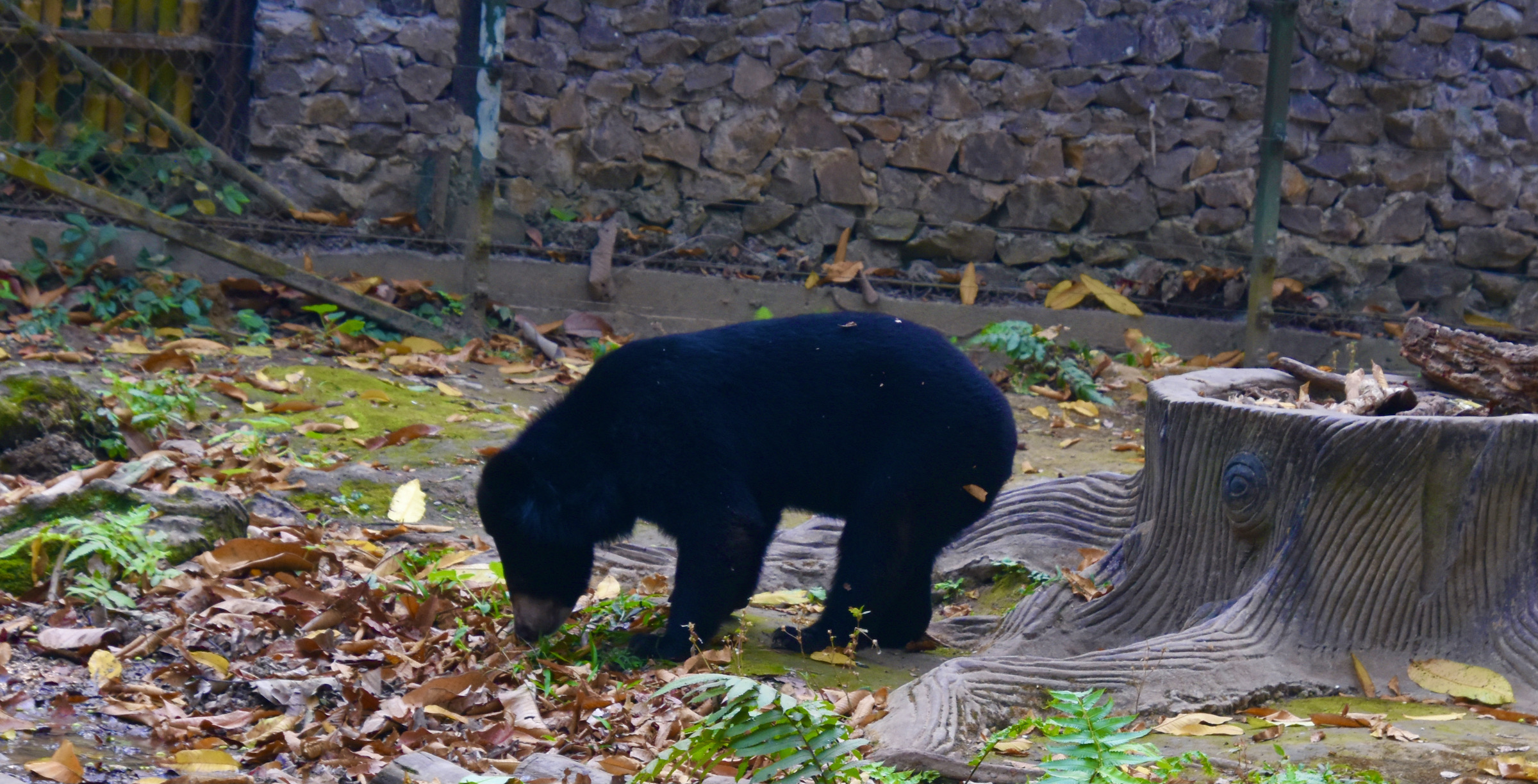 Moon Bear, Kuang Si Falls