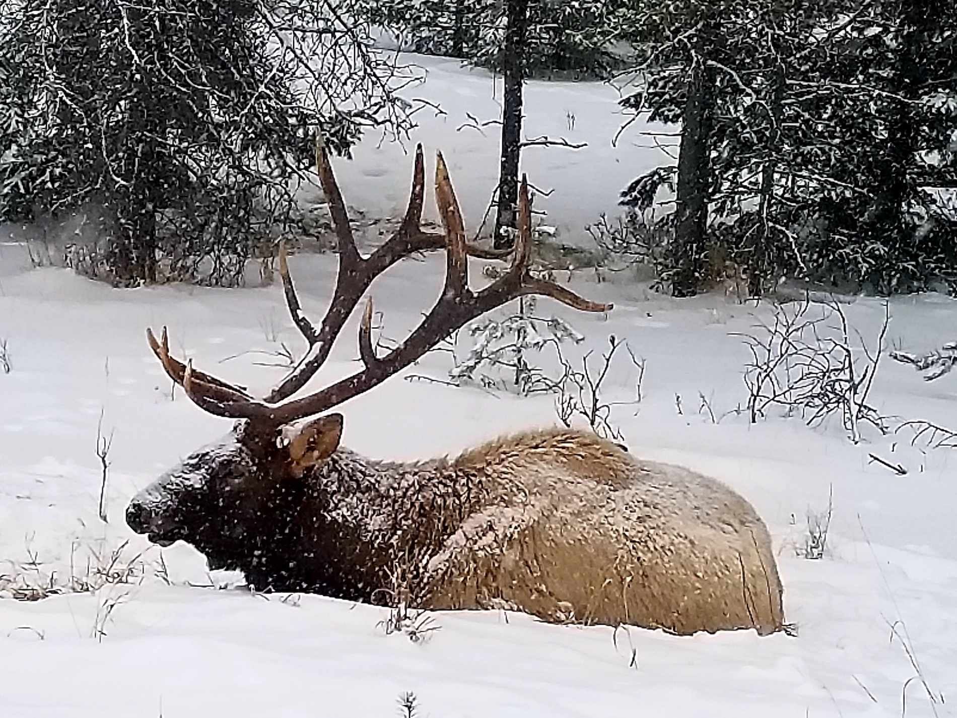 Bull Elk, Jasper National Park