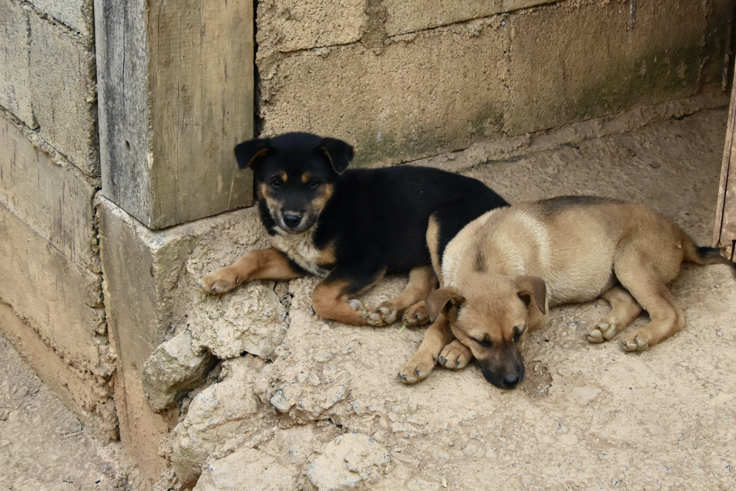 Hmong Village Puppies
