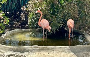 Injured Flamingos, Bonaire Donkey Sanctuary